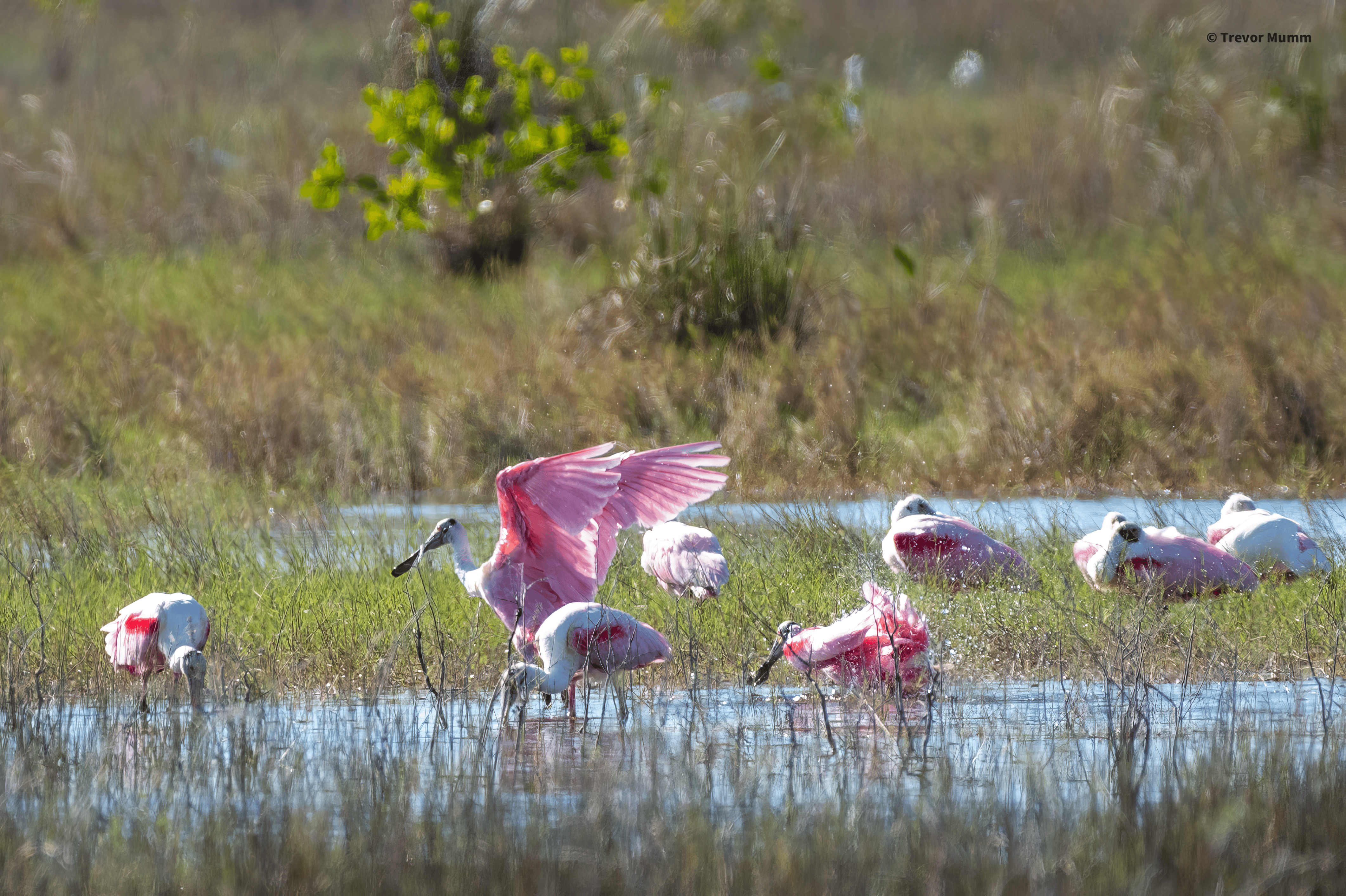 Roseate Spoonbill 2 | Everglades