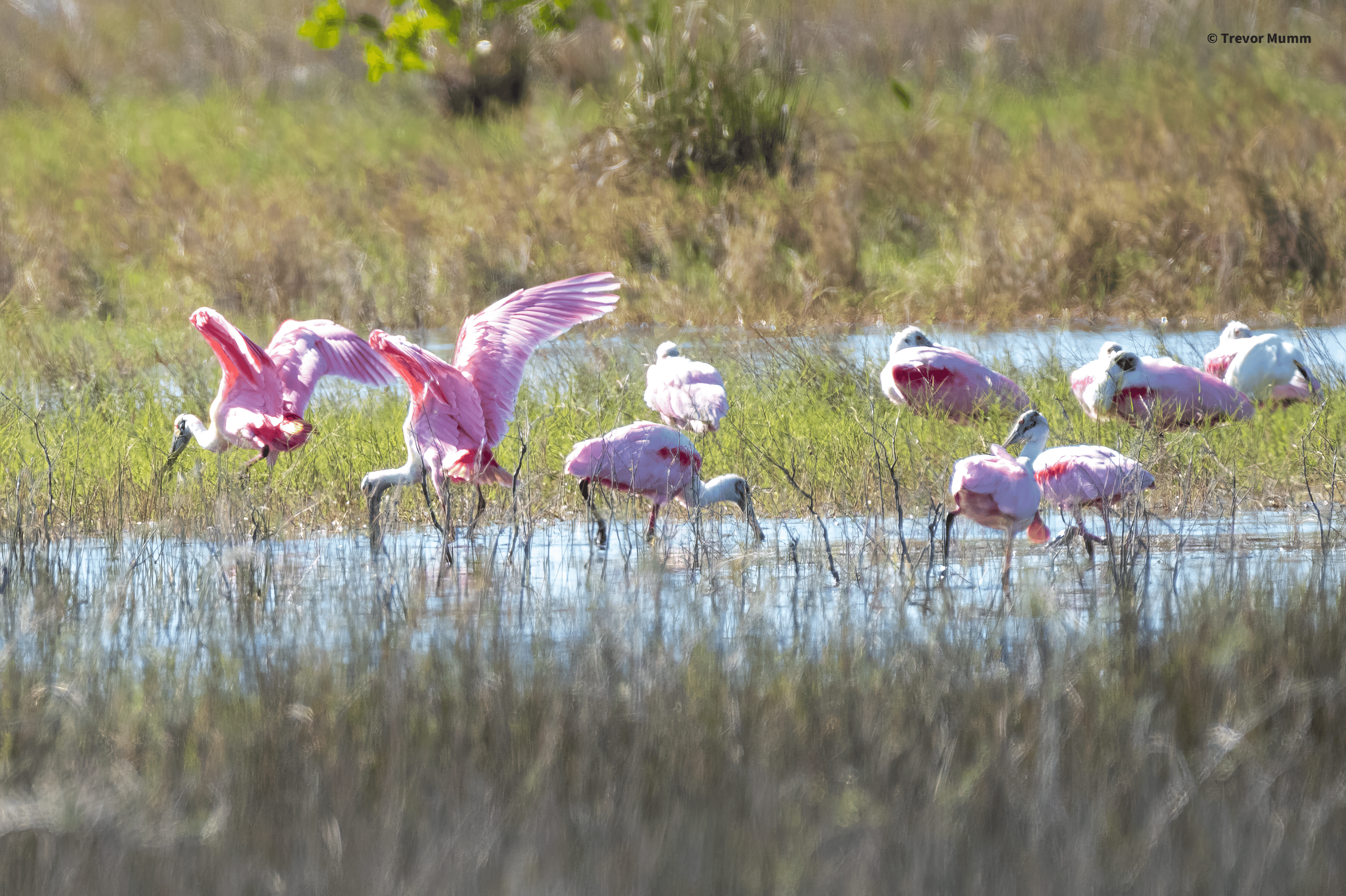 Roseate Spoonbill 4 | Everglades