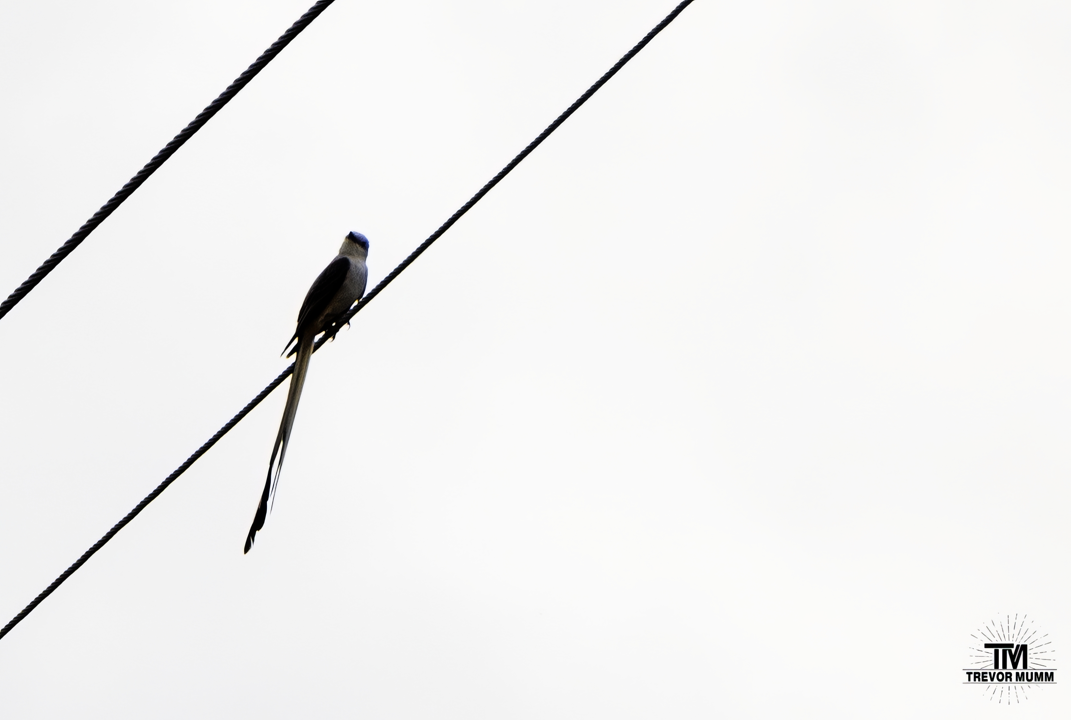 Scissor Tail Flycatcher | TN 2026