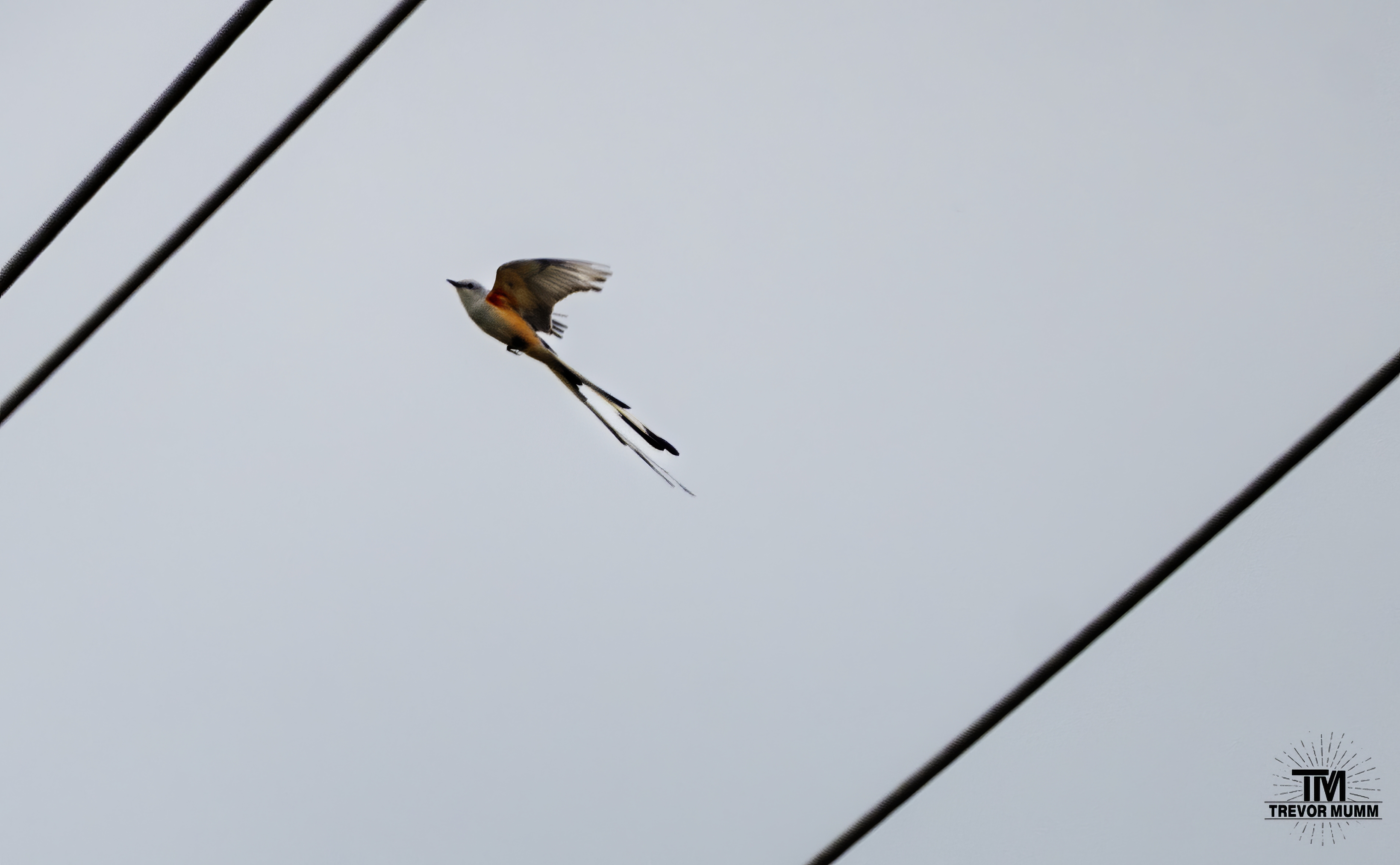 Scissor Tail Flycatcher | TN 2026