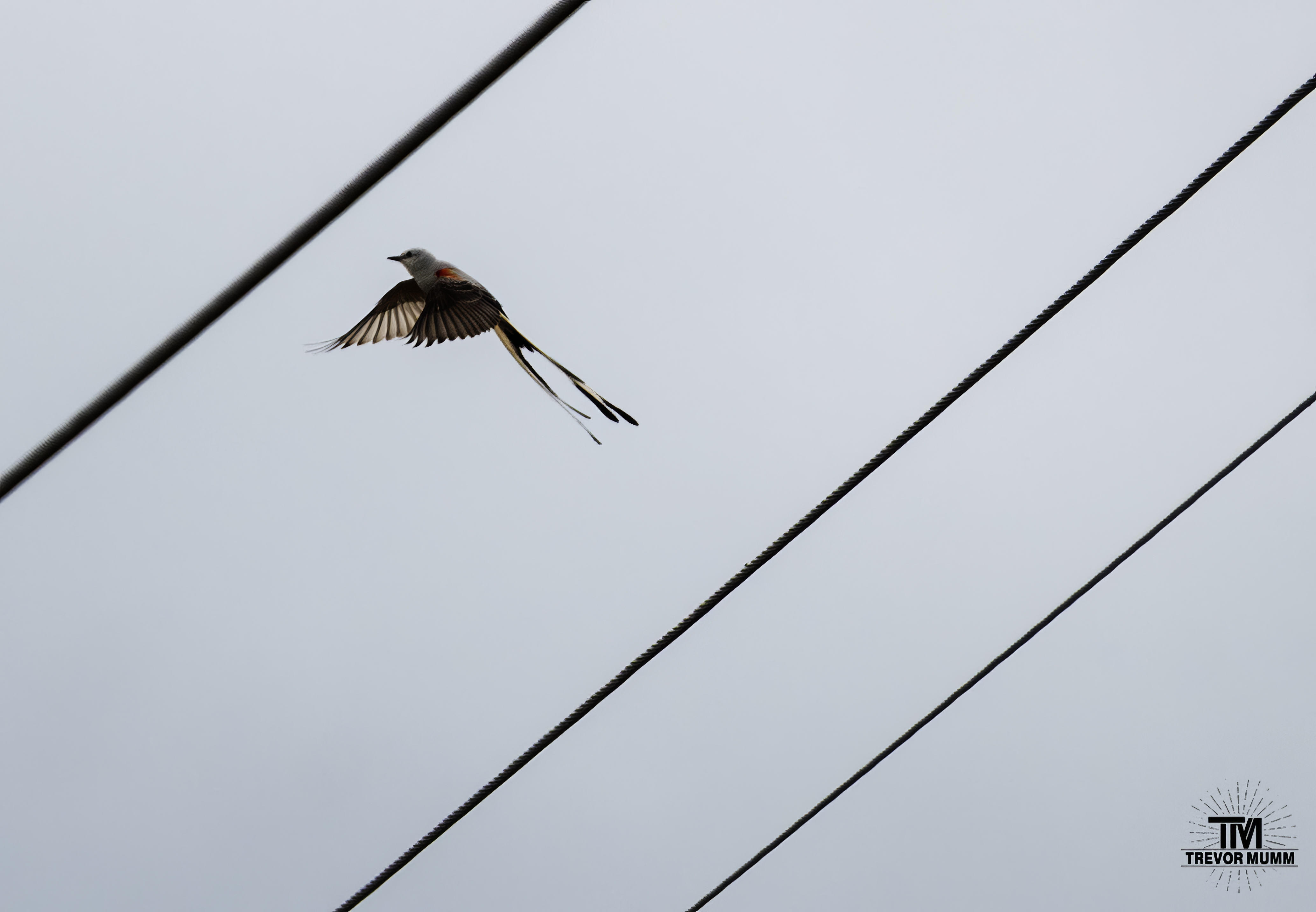 Scissor Tail Flycatcher | TN 2026