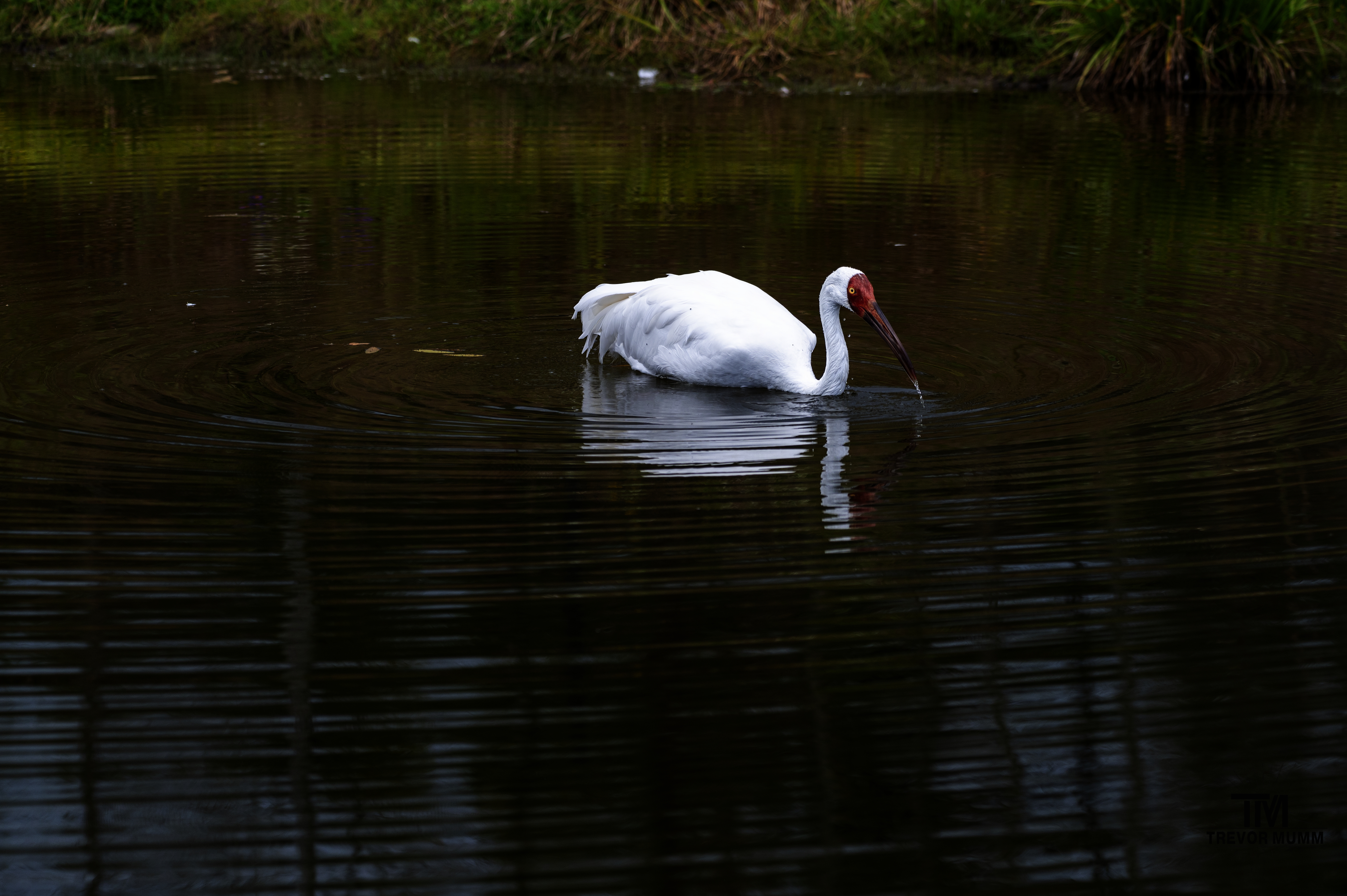 Siberian Crane
