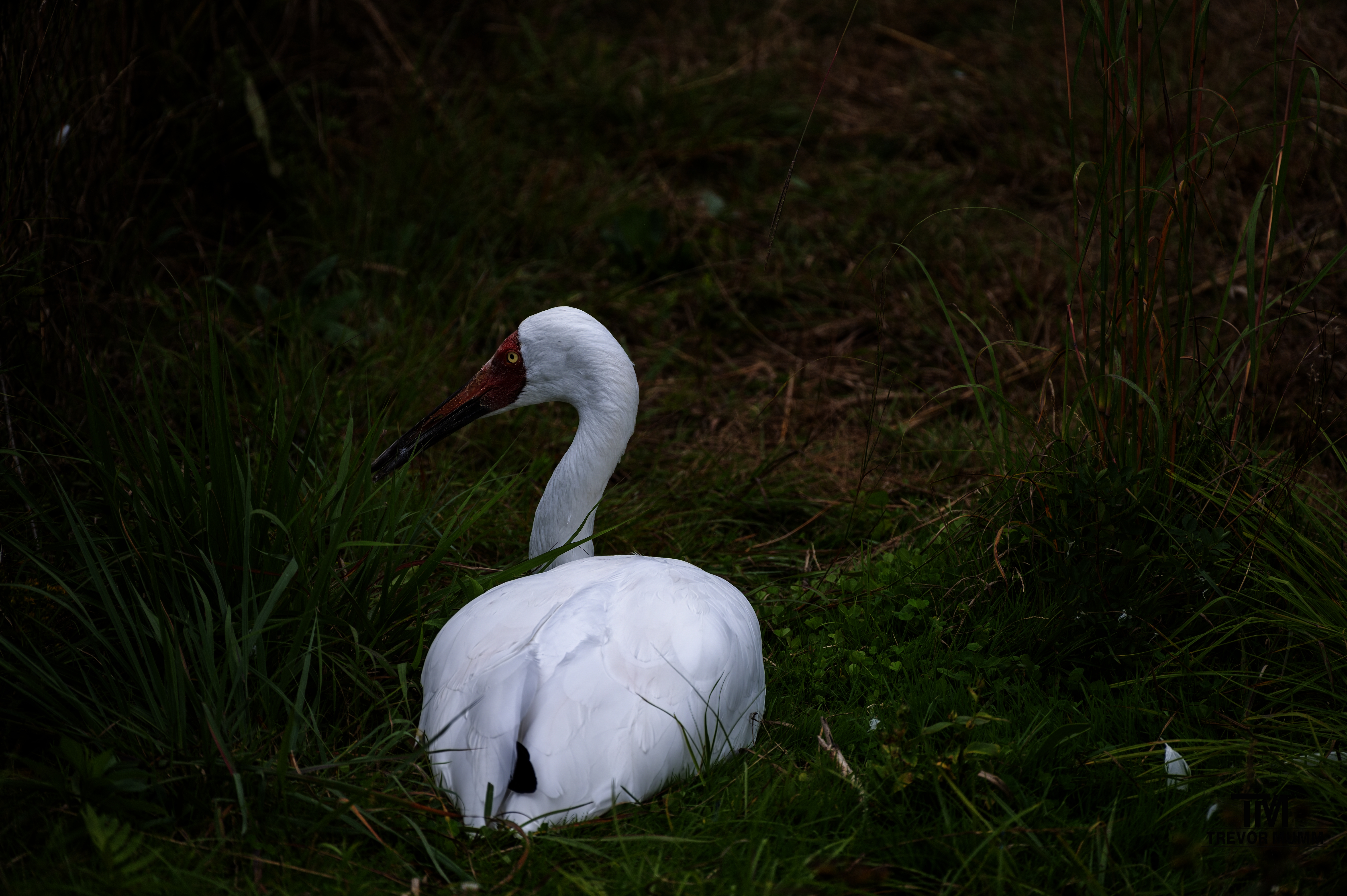 Siberian Crane