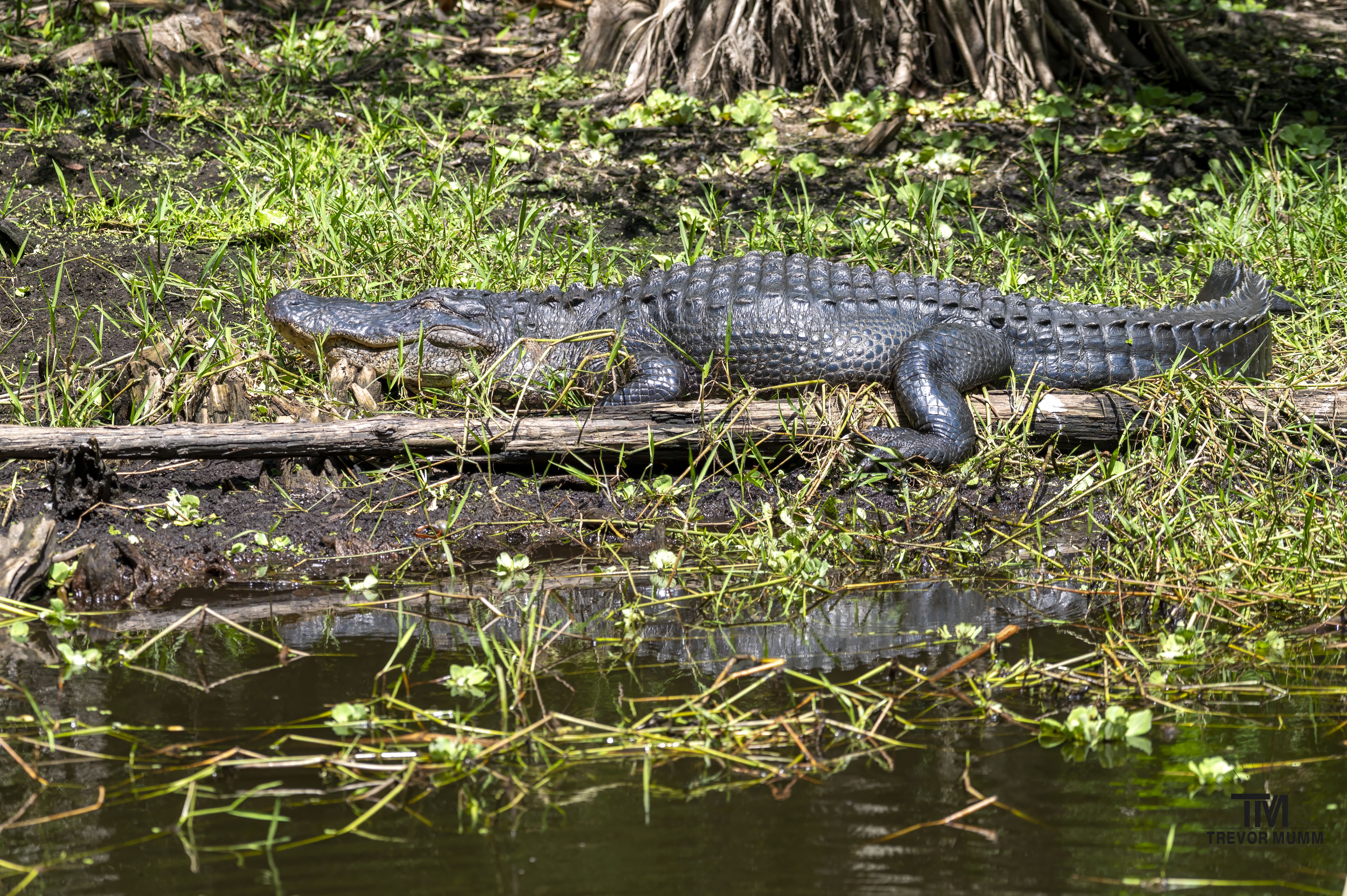 Sleepy Gator | Everglades 2025