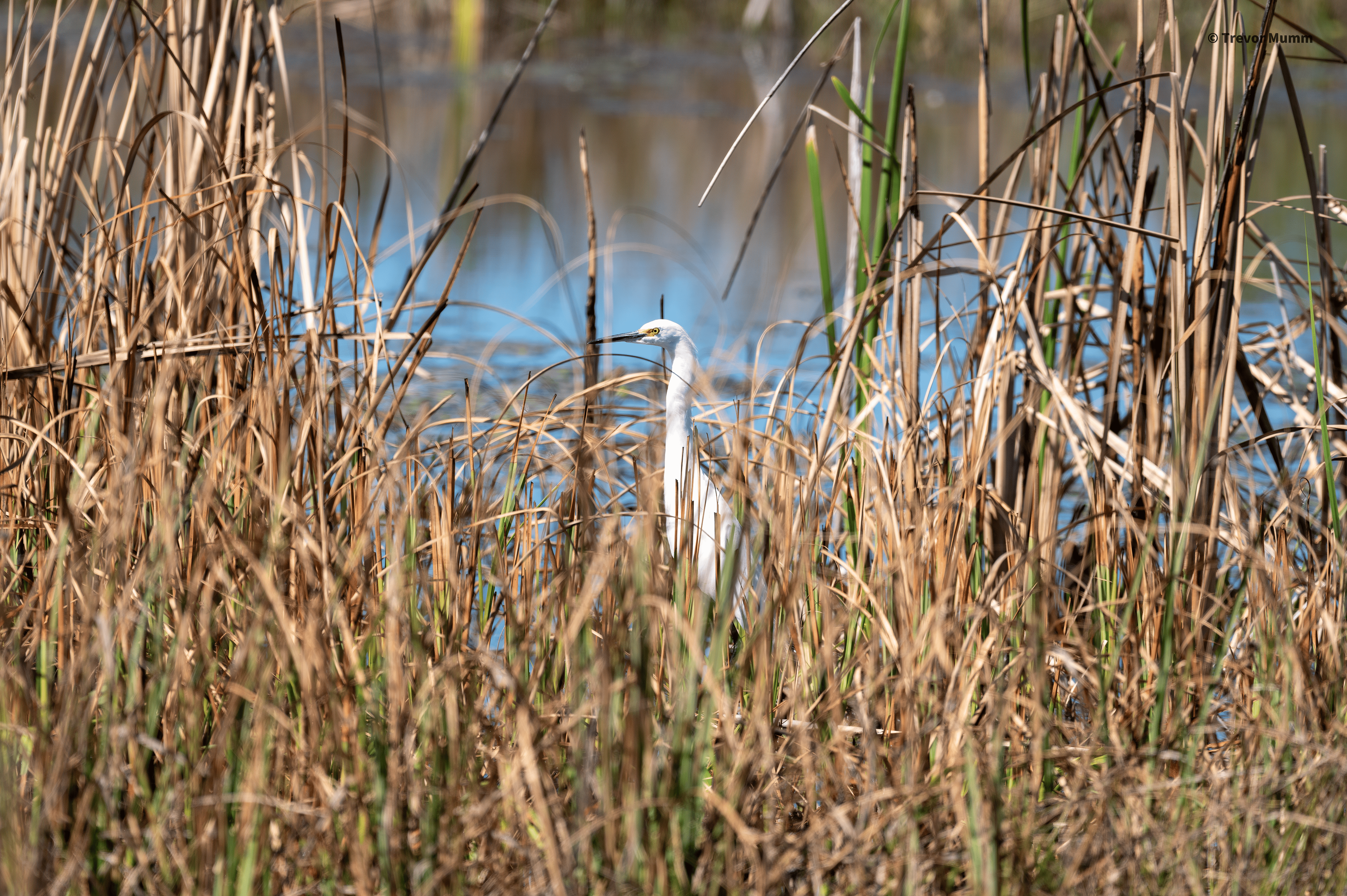 Snowy Egret 2 | Everglades