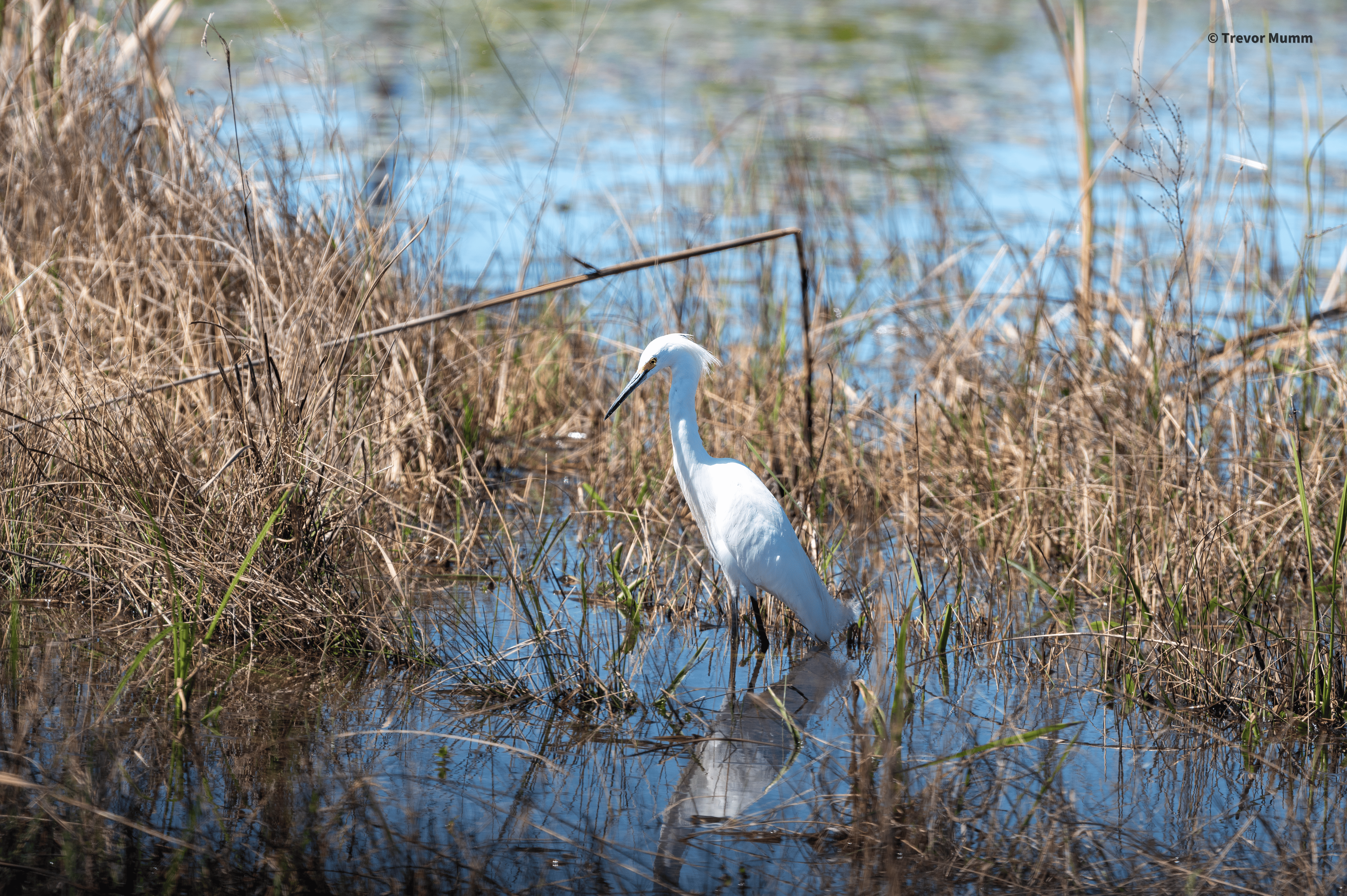 Snowy Egret 1 | Everglades