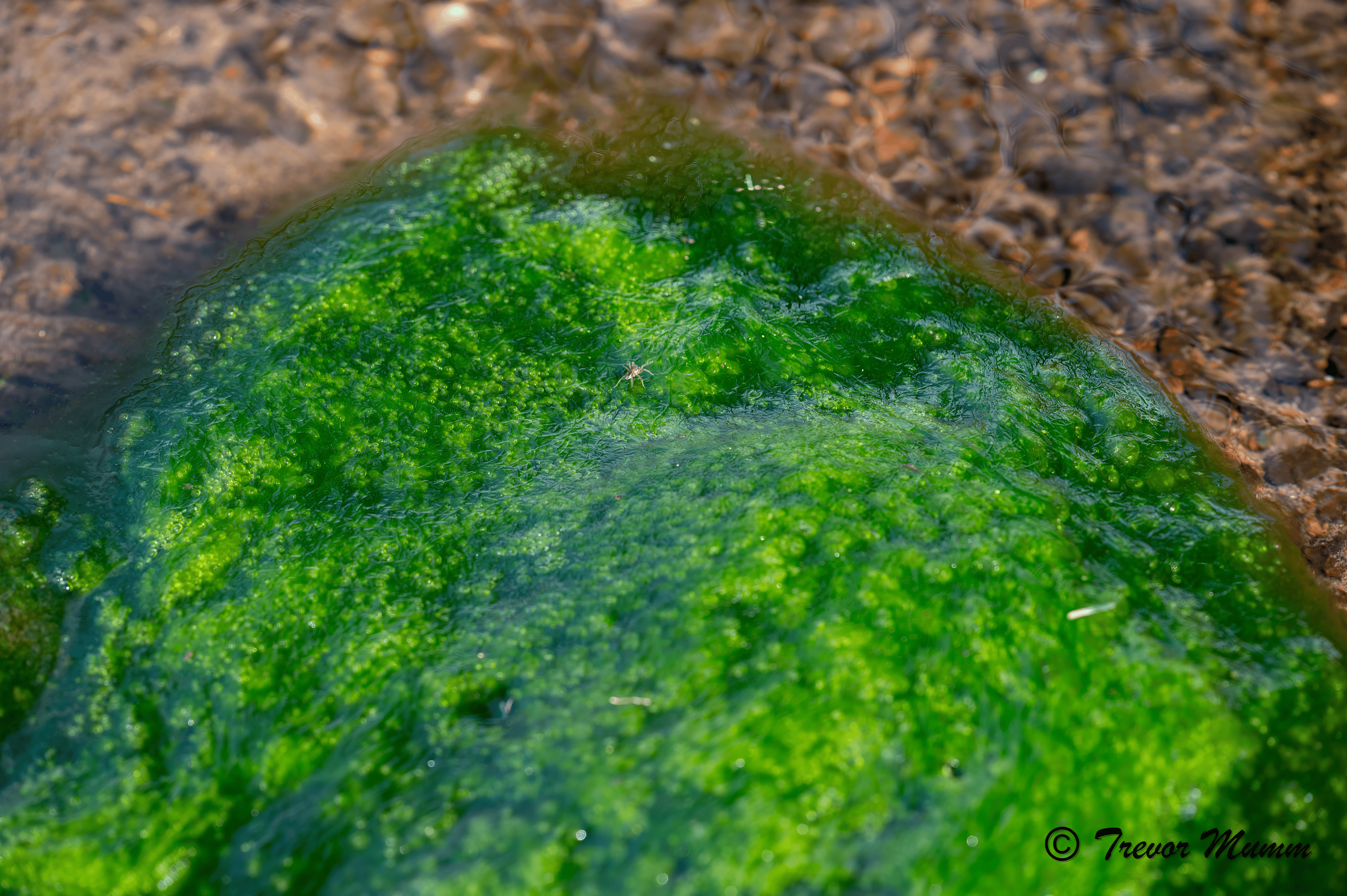 Algae Spider | Gun & Rod