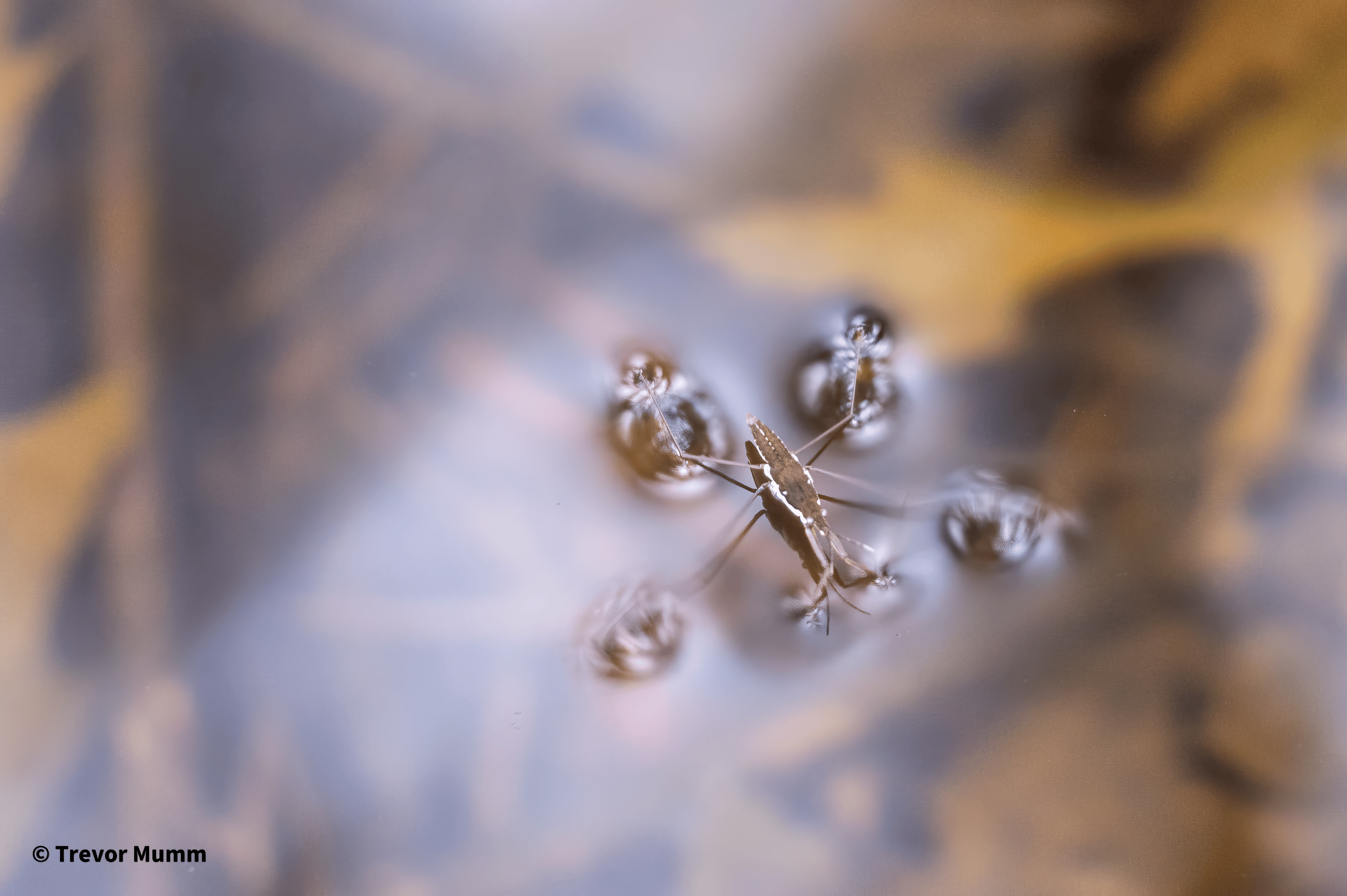 Strider | Irvine Park