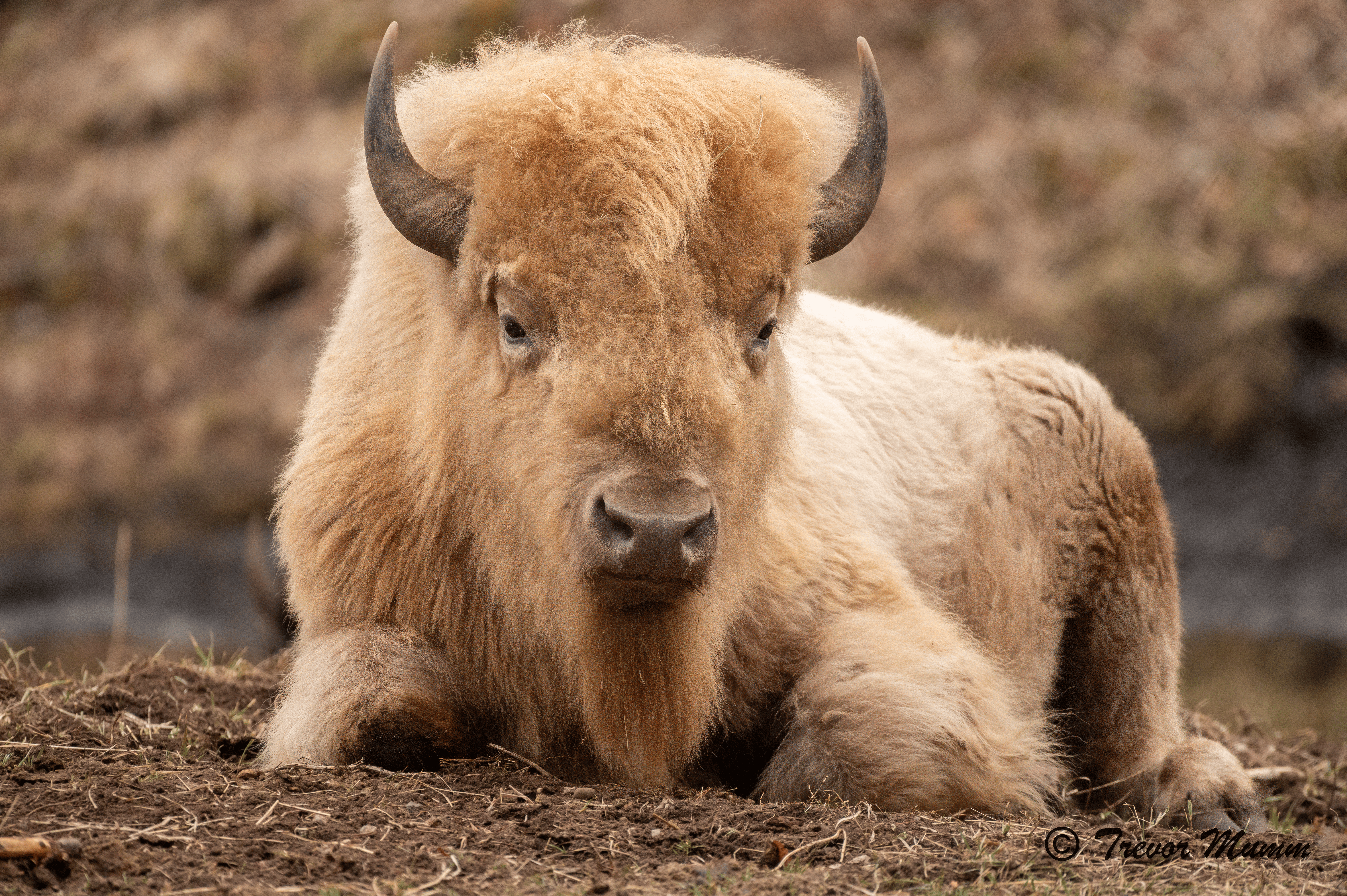 Leucistic Bison | Irvine Park