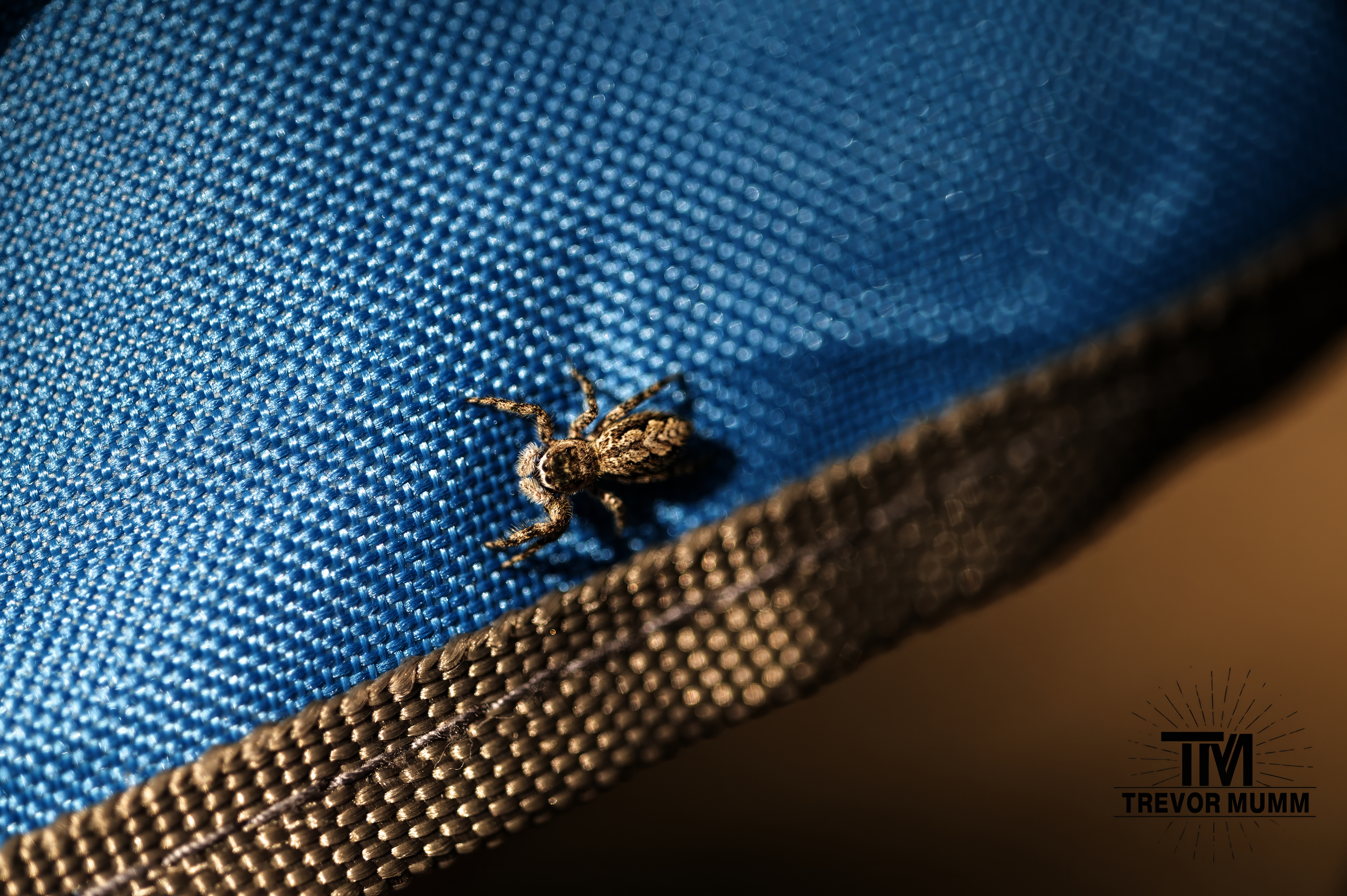 Tan Jumping Spider | Baraboo WI