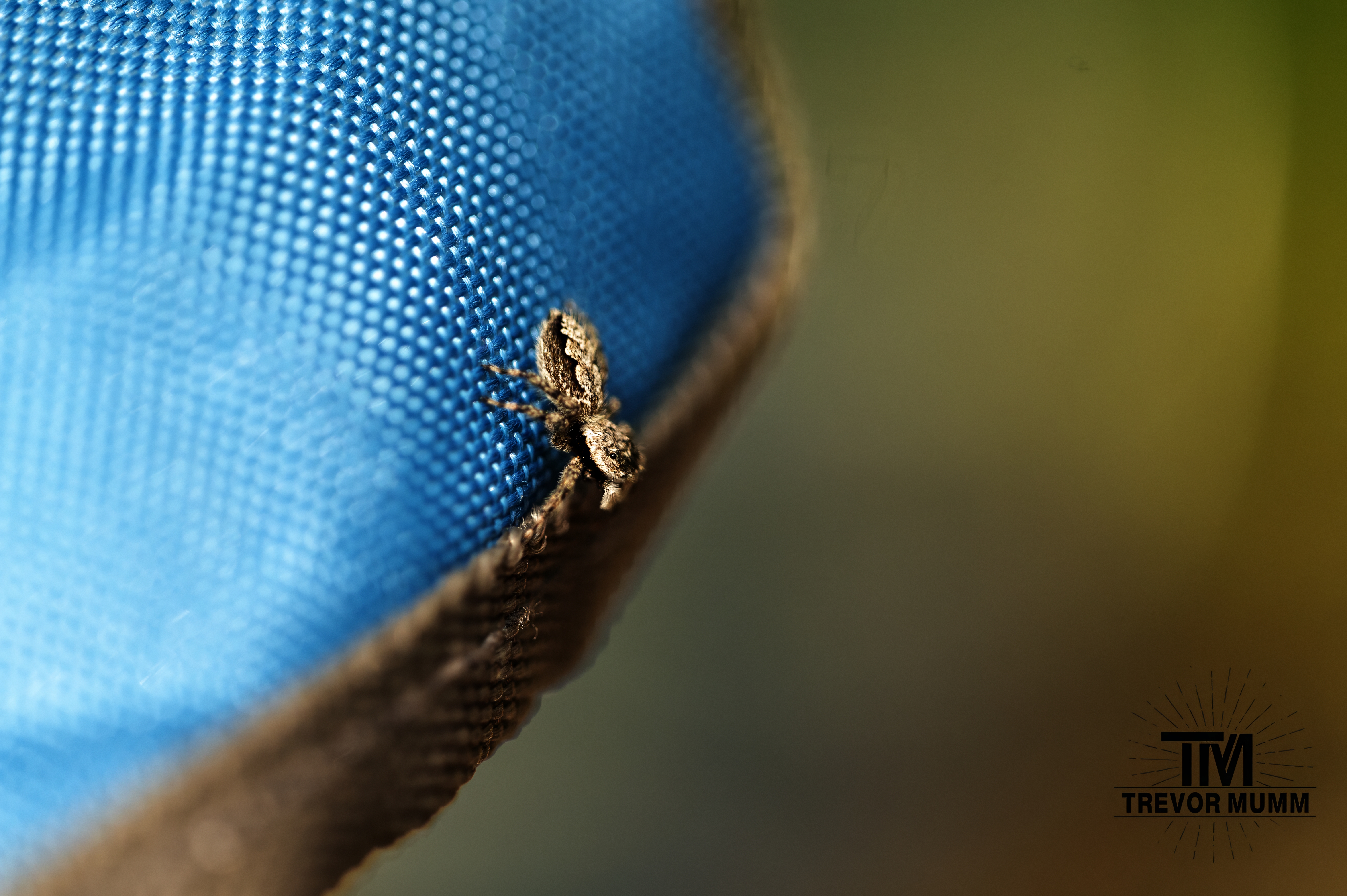 Tan Jumping Spider | Baraboo WI