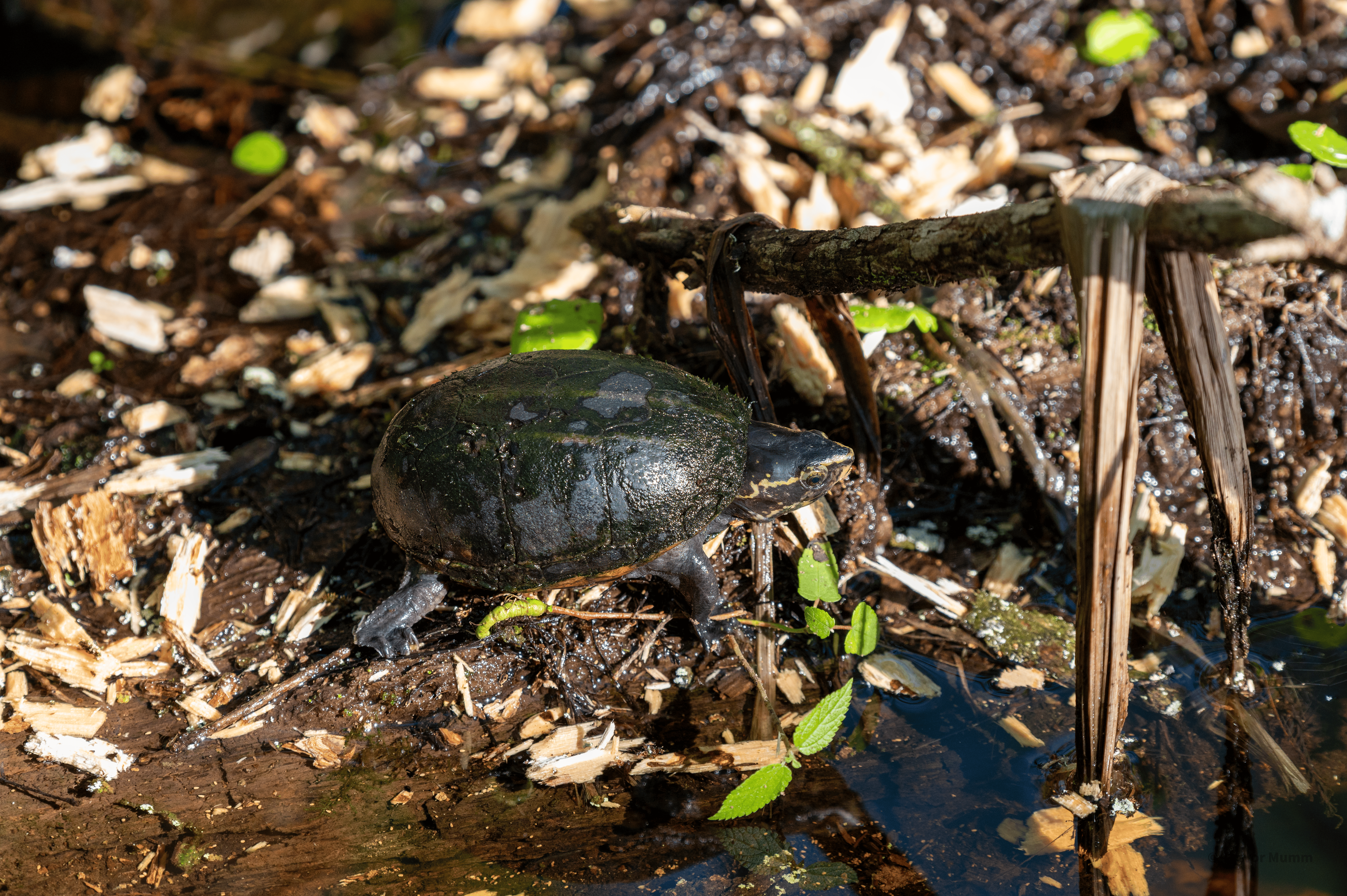 Striped Mud Turtle | Everglades