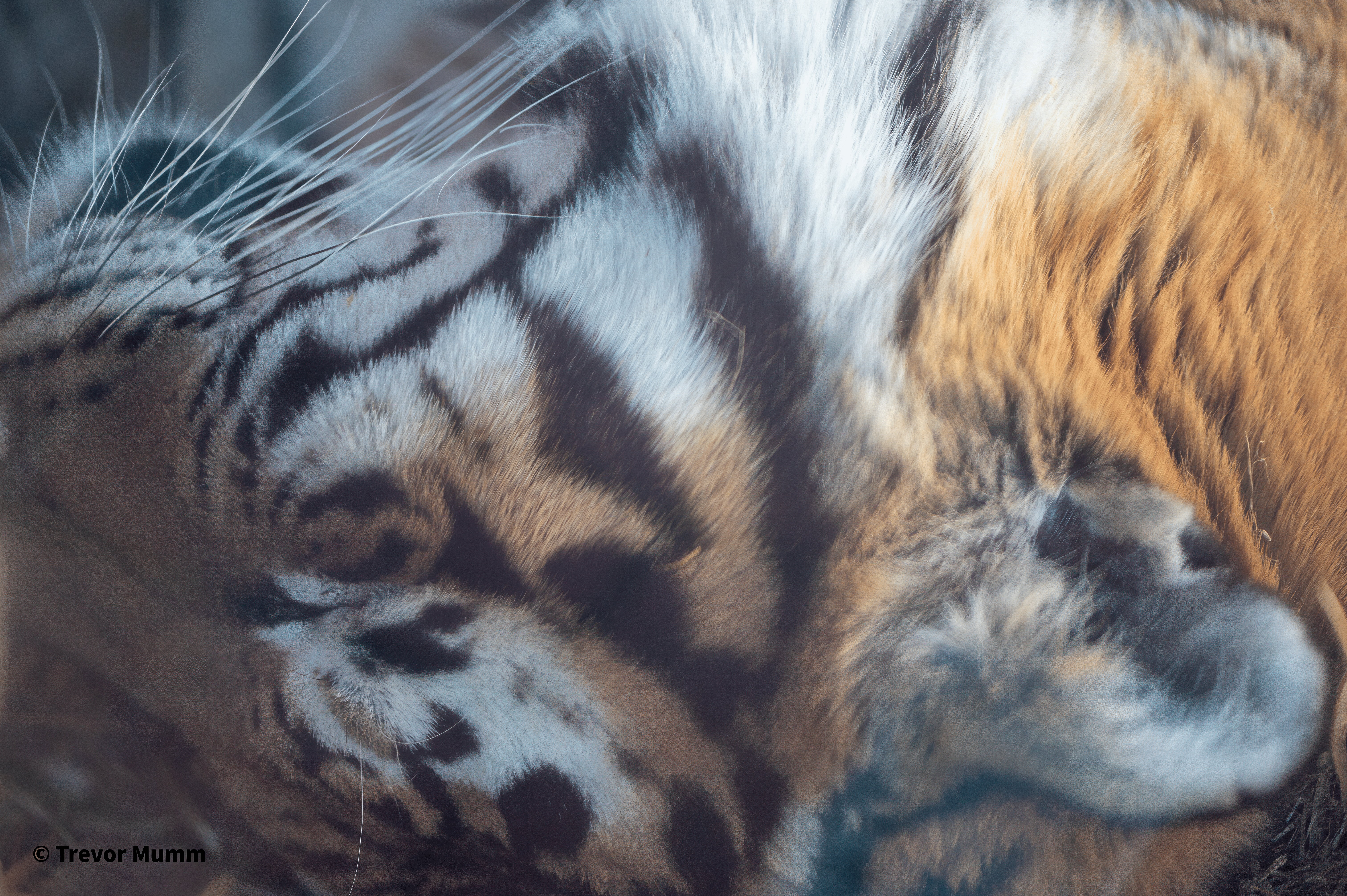 Sleepy Tiger | Irvine Park