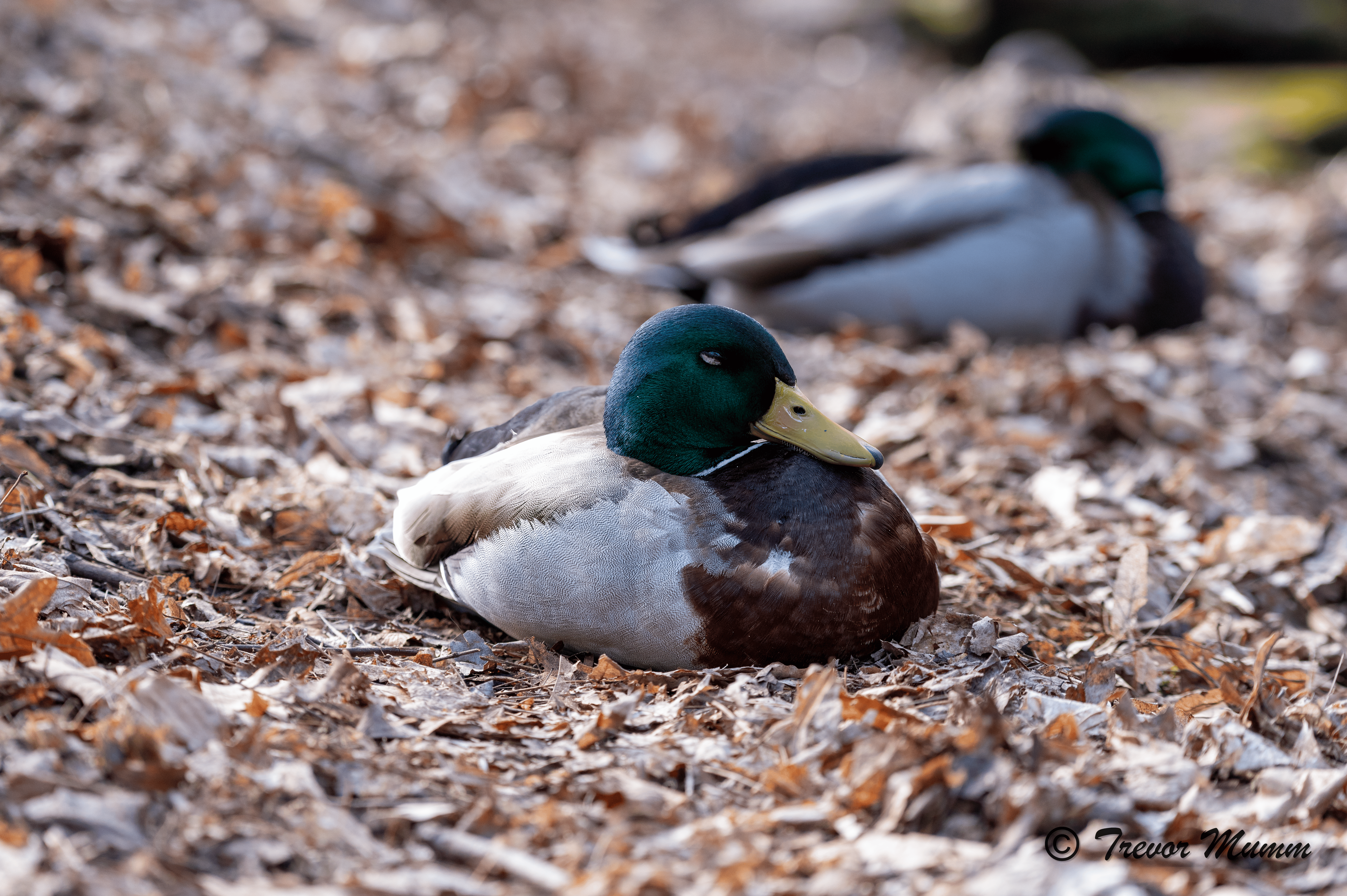 Sleepy Mallard | Gun & Rod