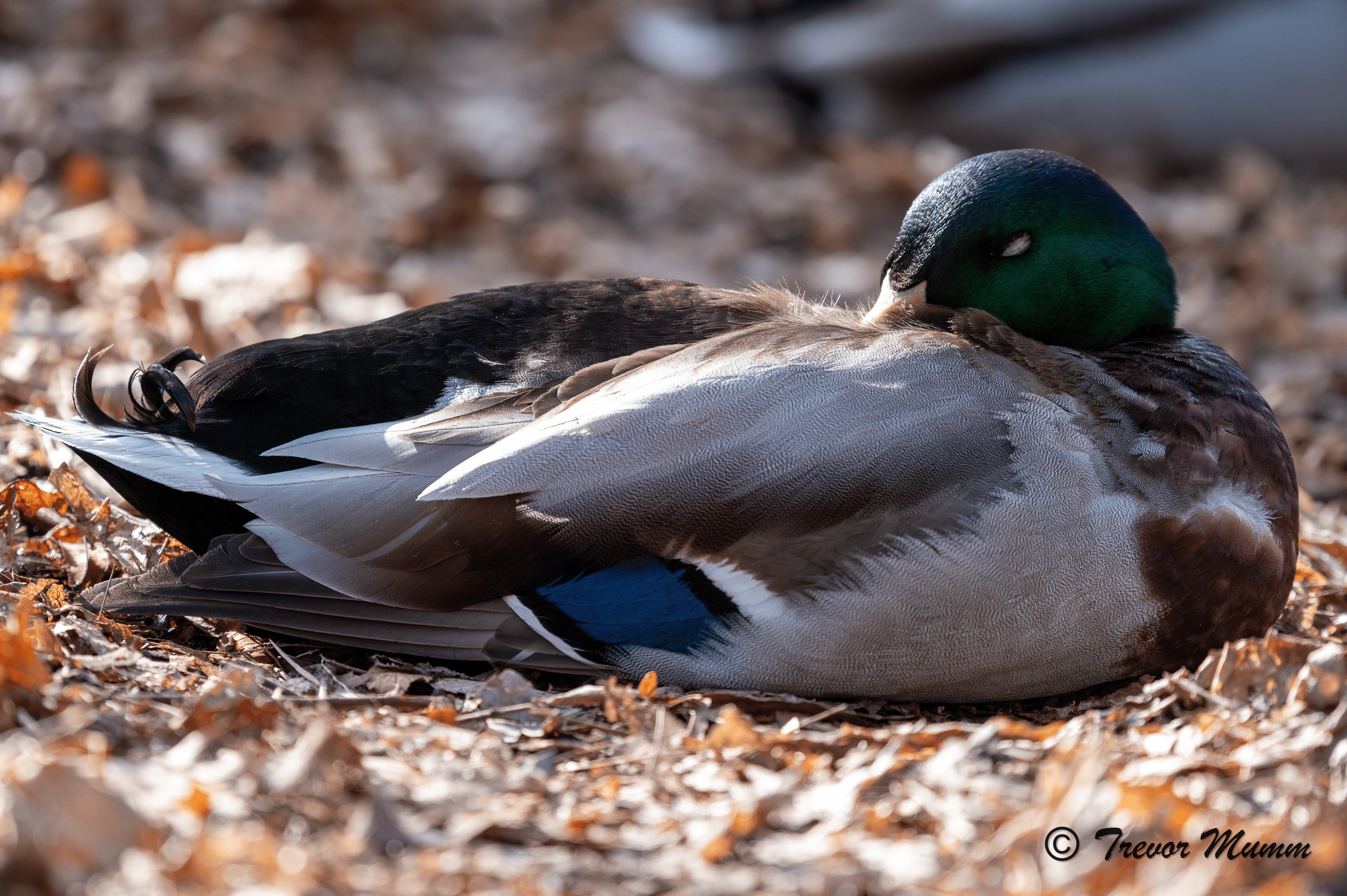 Sleepy Mallard 2 | Gun & Rod