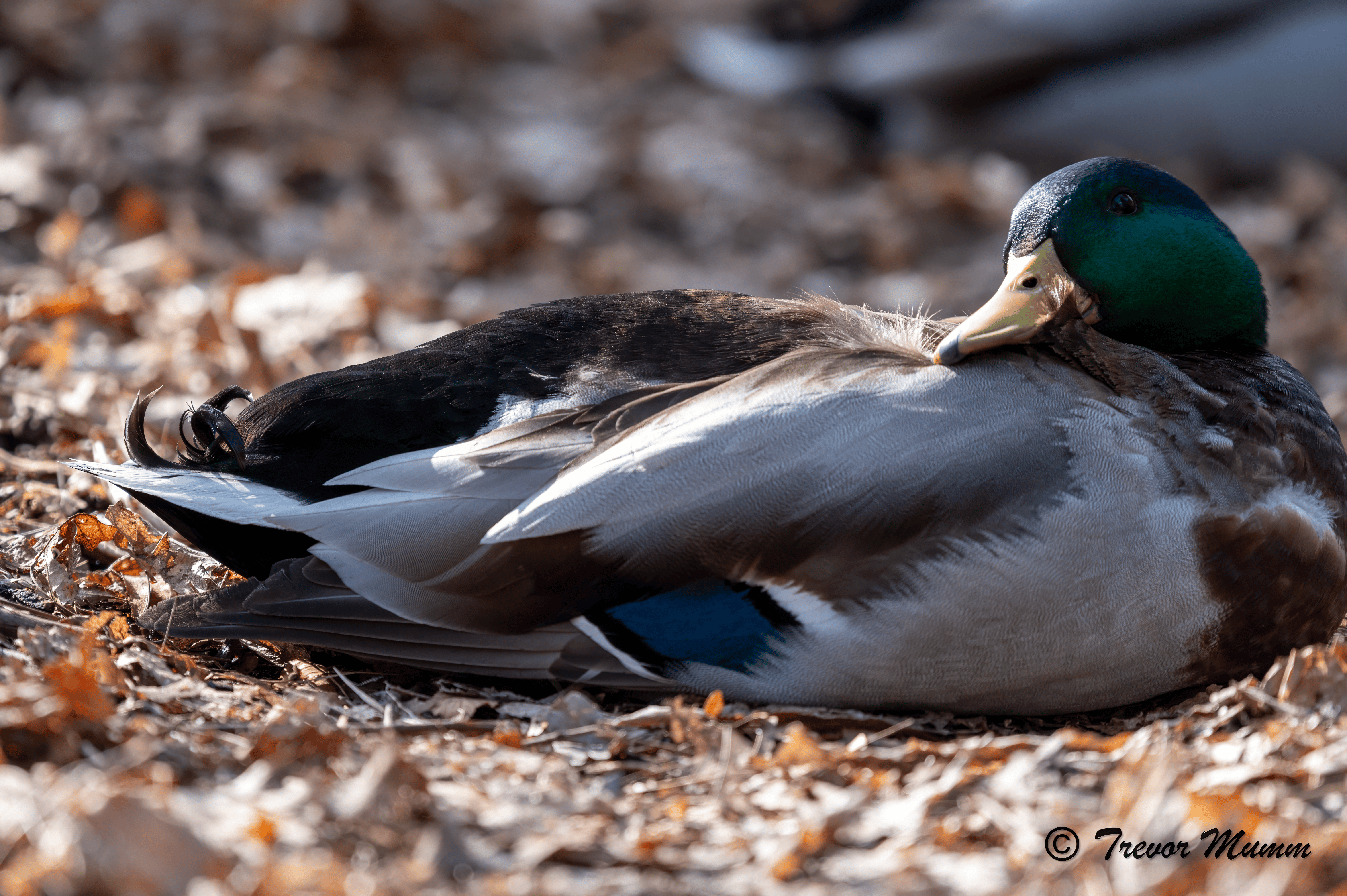 Sleepy Mallard 3 | Gun & Rod