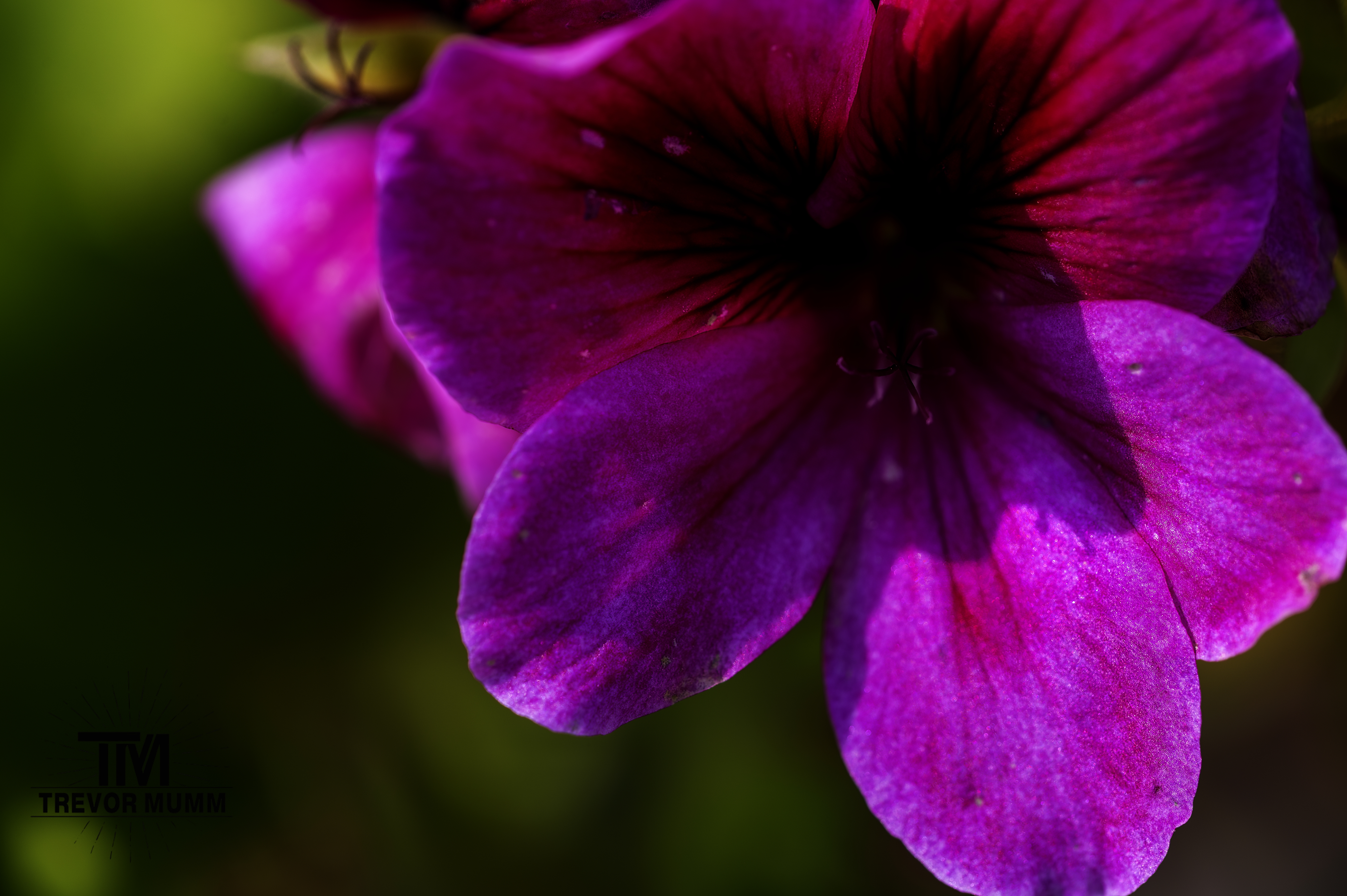 Trailing Petunia