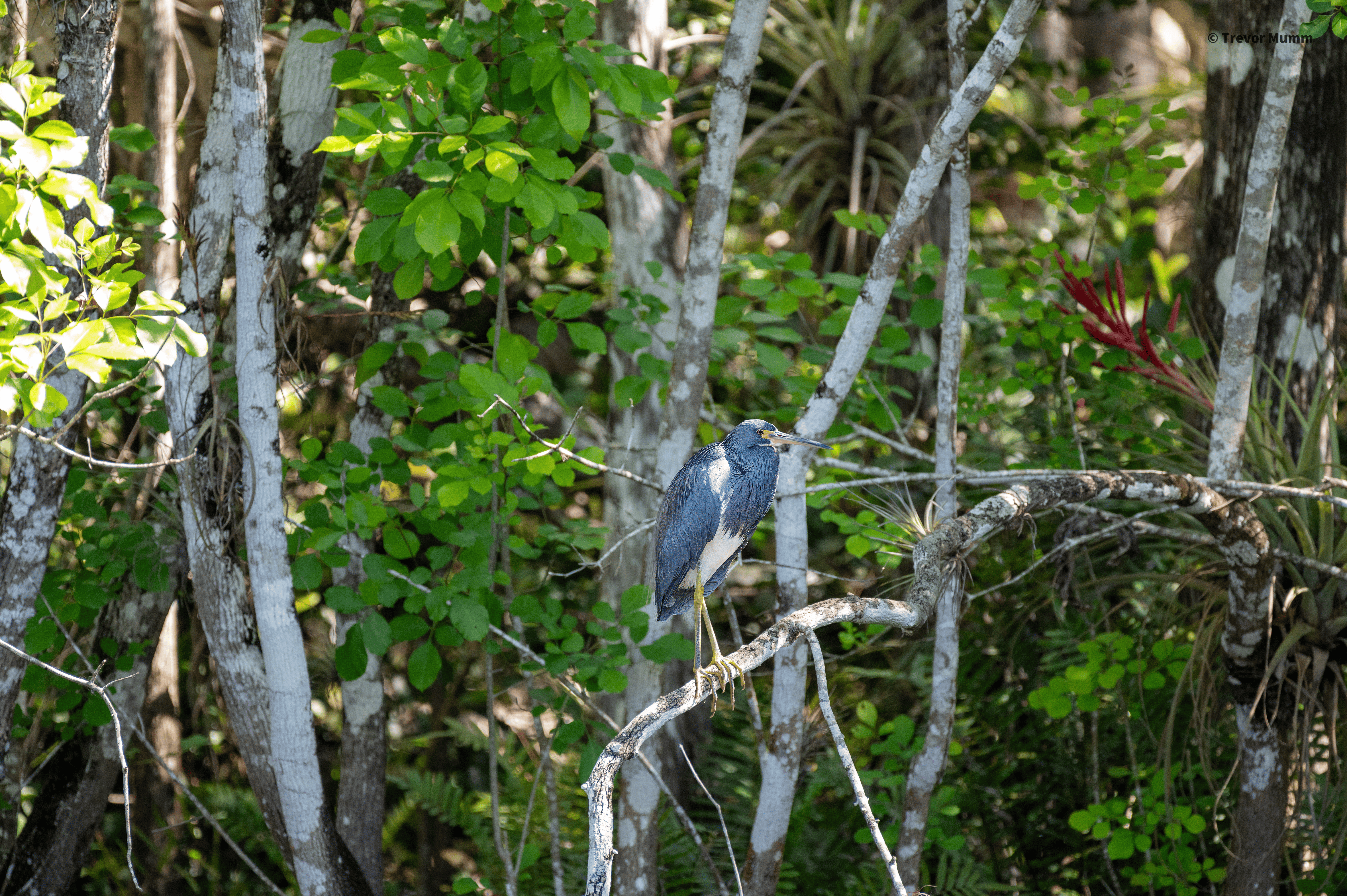 Tri Colored Heron 2 | Everglades