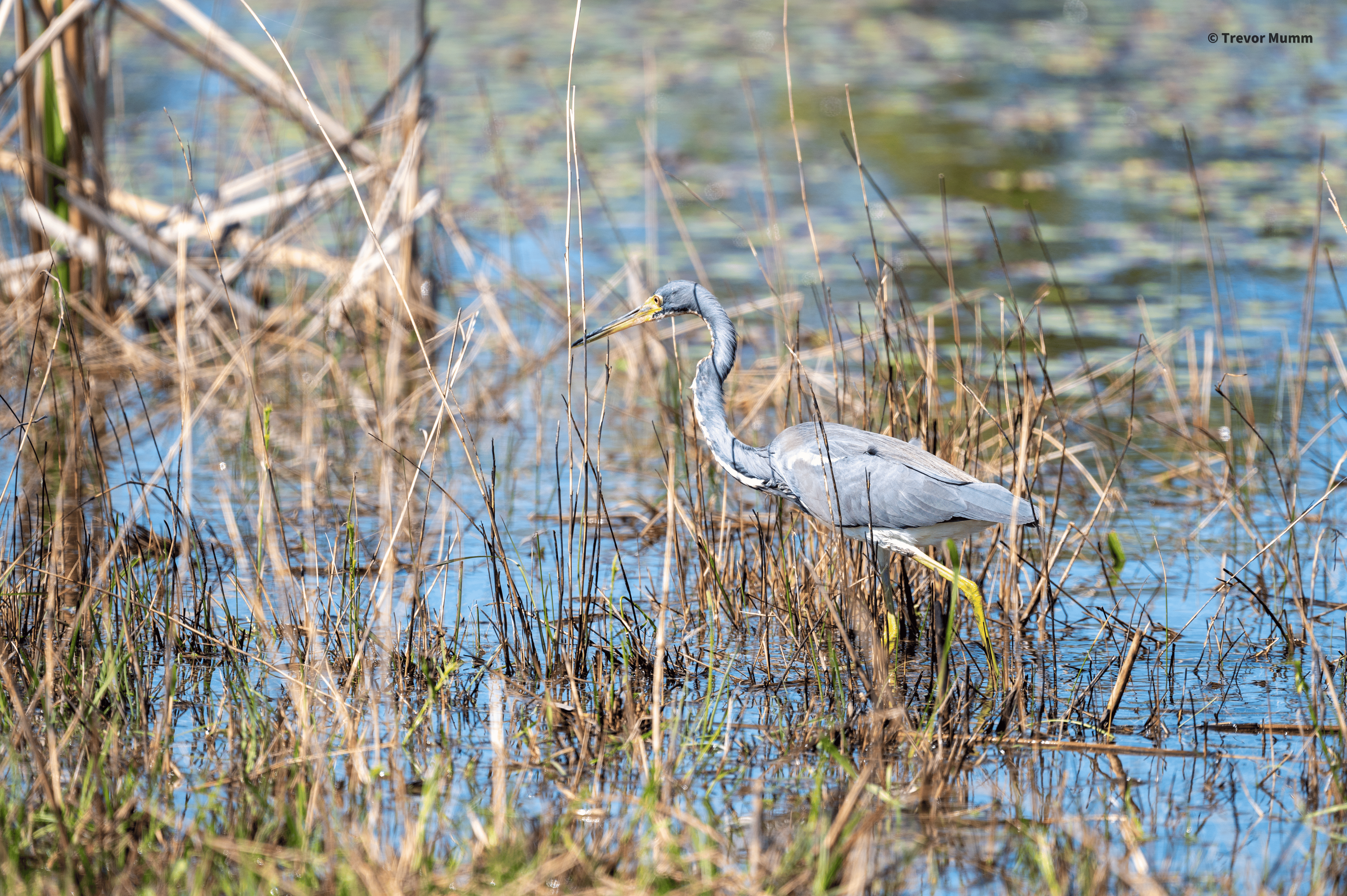 Tri Colored Heron | Everglades