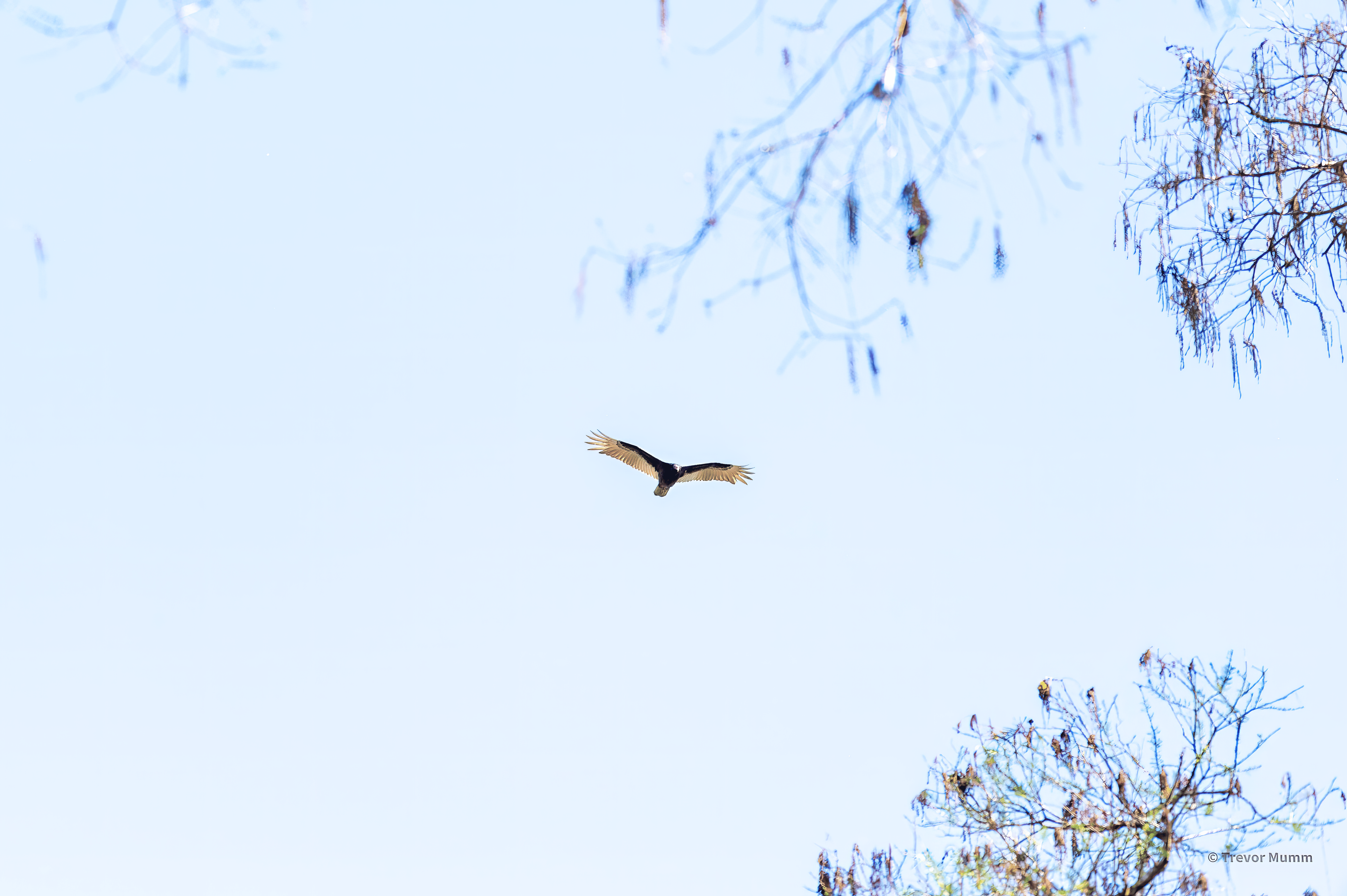 Turkey Vulture in Flight | Everglades