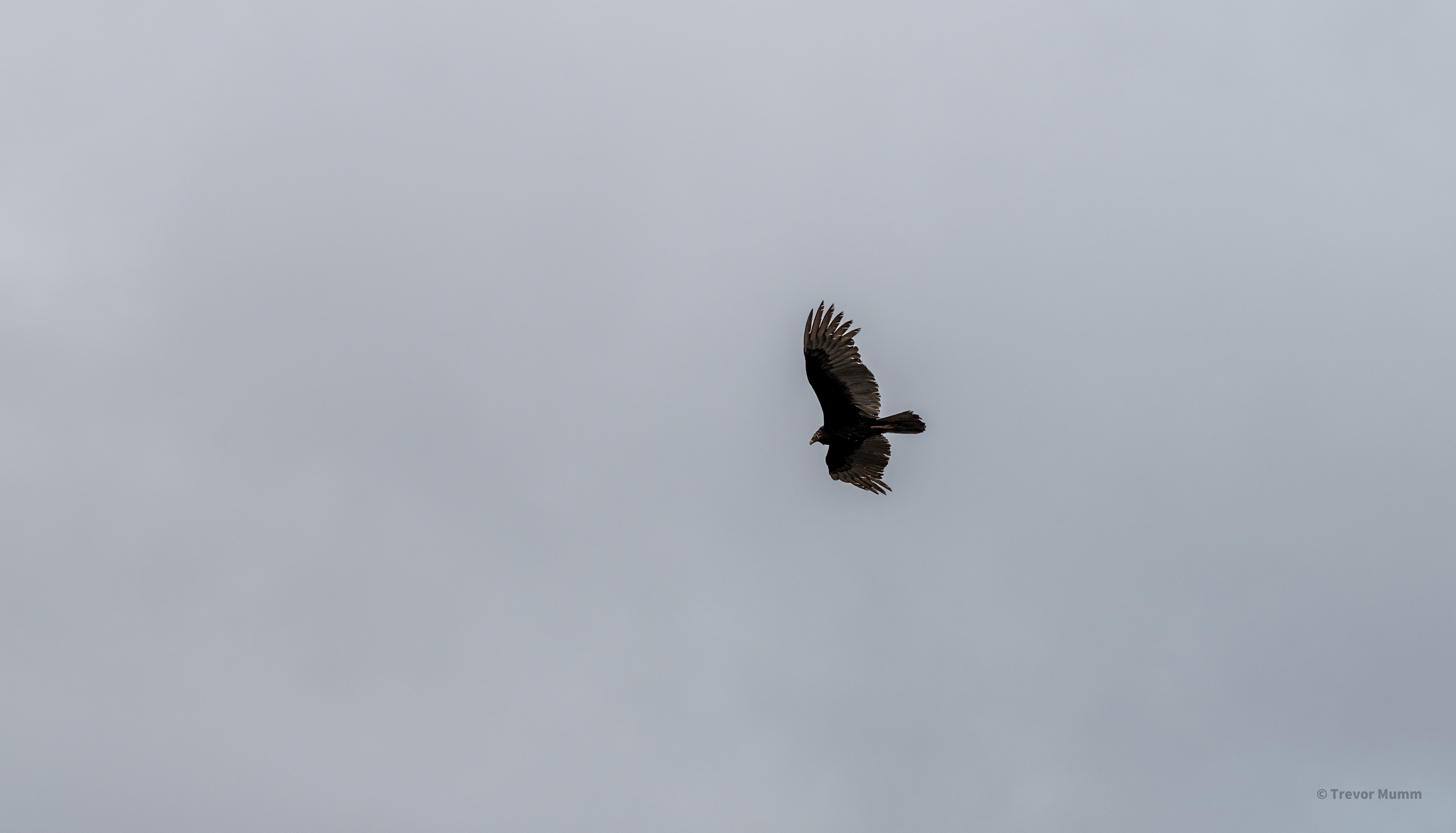 Turkey Vulture in Flight | Everglades
