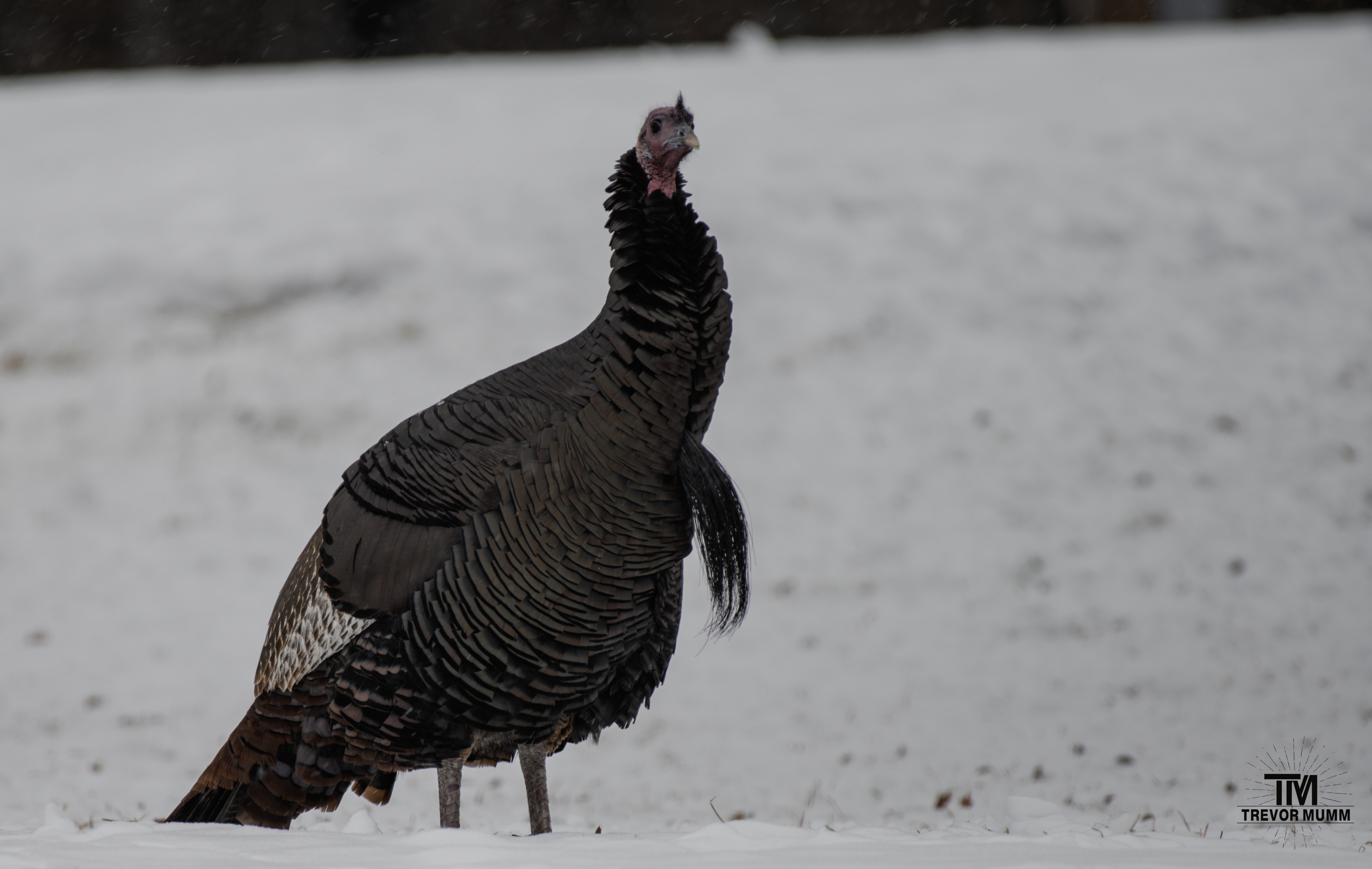 Turkey | Chippewa Falls, WI 12/5/25