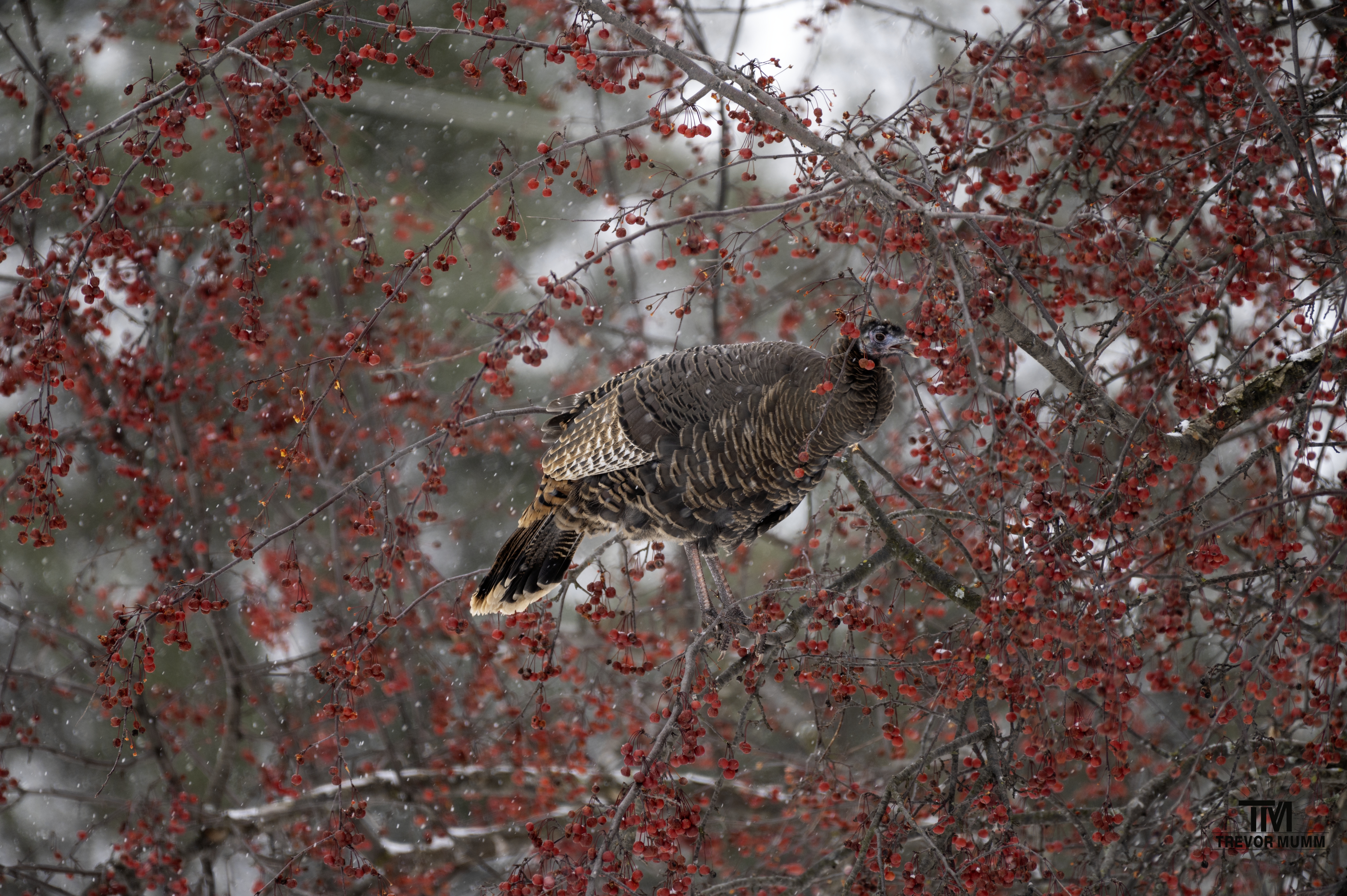 Turkey | Chippewa Falls, WI 12/5/25