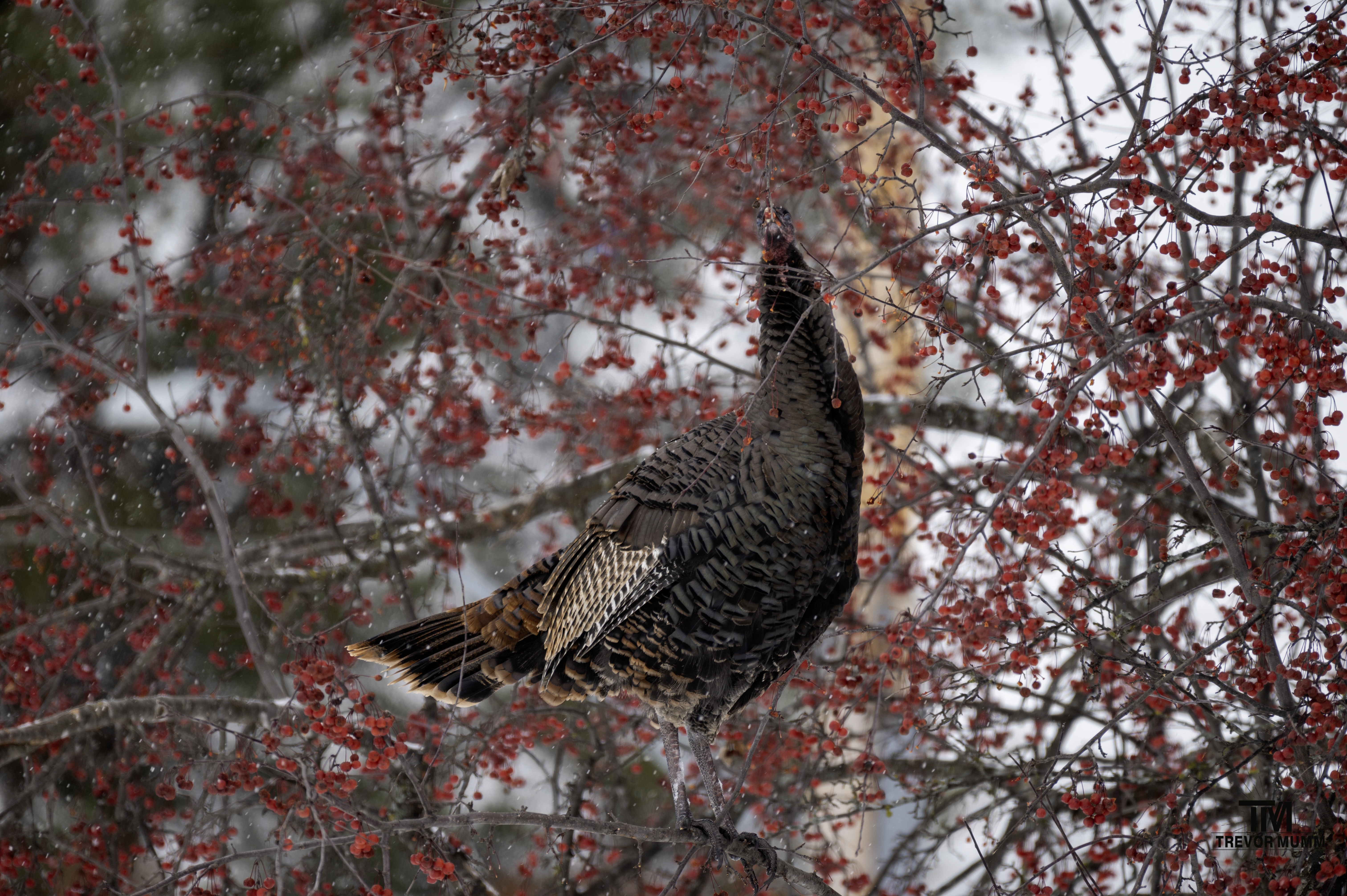 Turkey | Chippewa Falls, WI 12/5/25