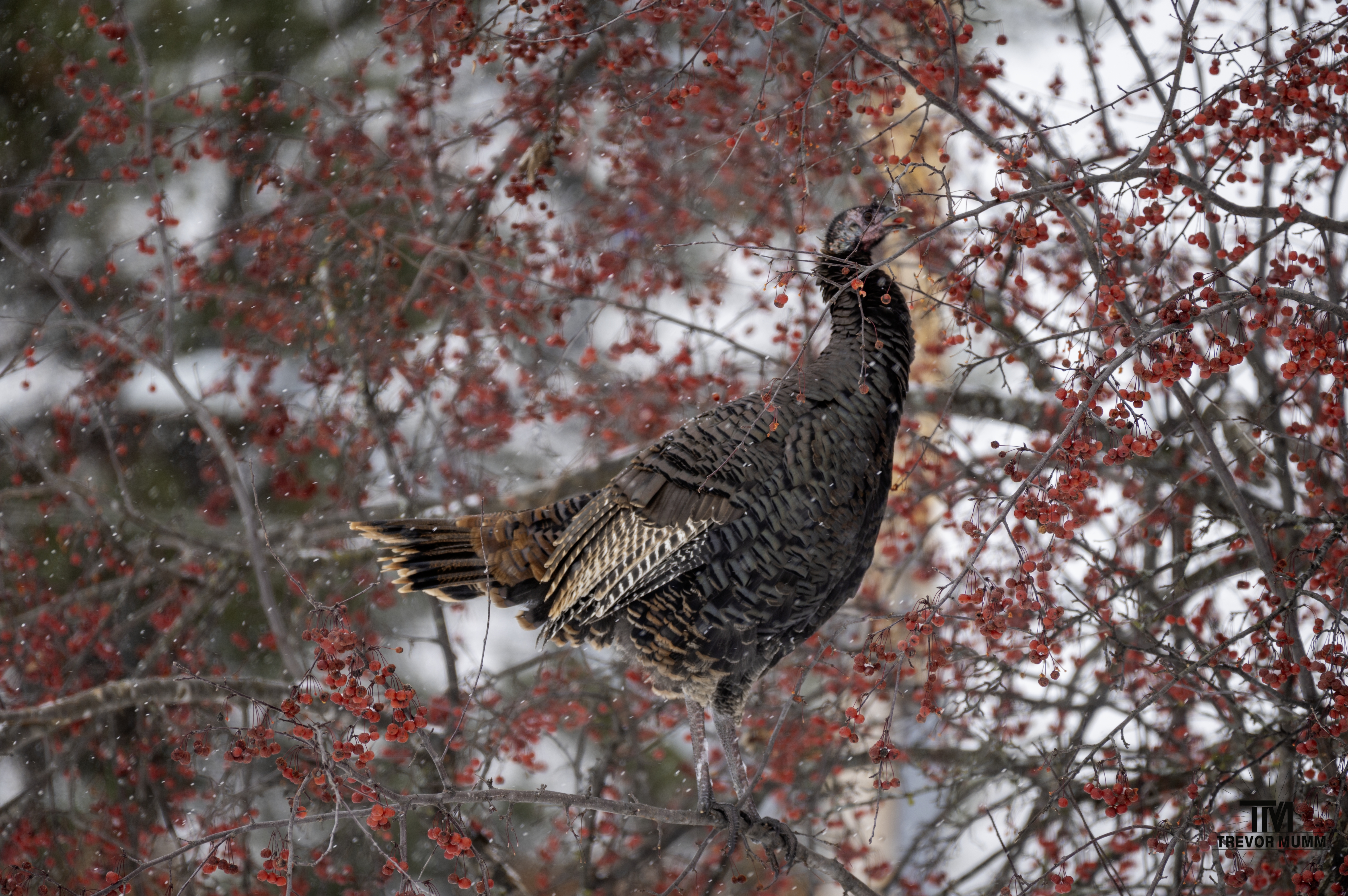 Turkey | Chippewa Falls, WI 12/5/25