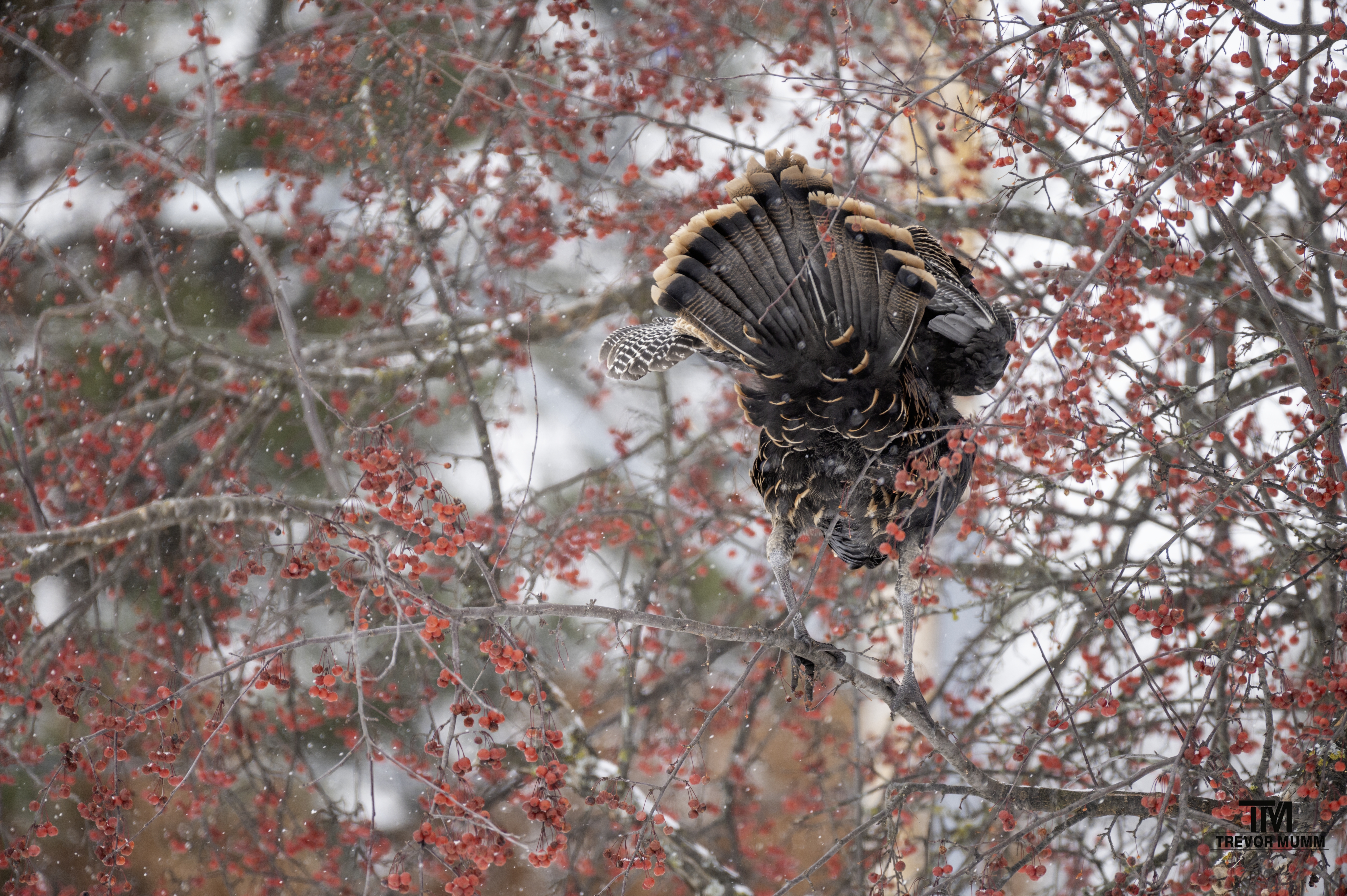 Turkey | Chippewa Falls, WI 12/5/25