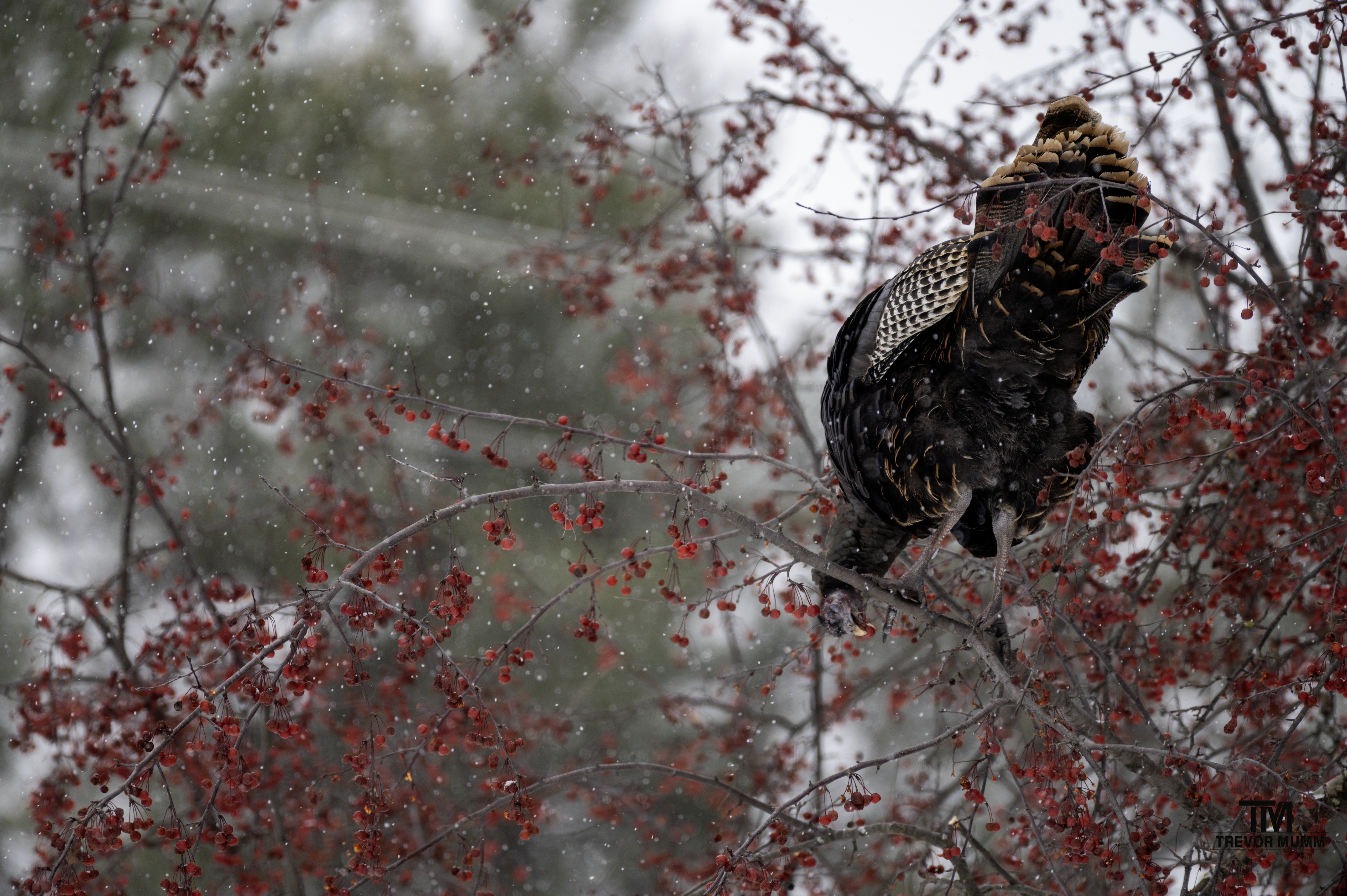 Turkey | Chippewa Falls, WI 12/5/25