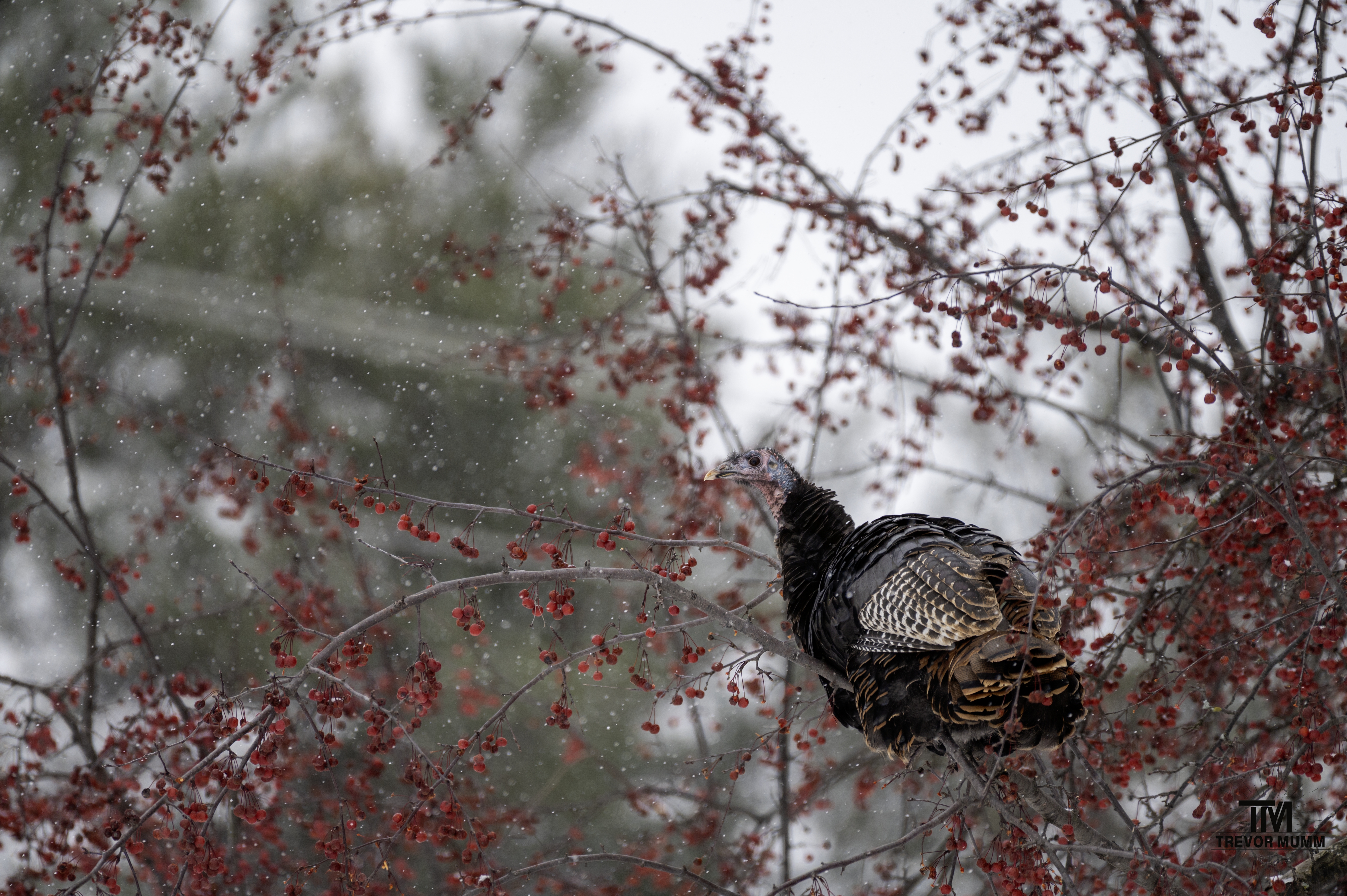 Turkey | Chippewa Falls, WI 12/5/25