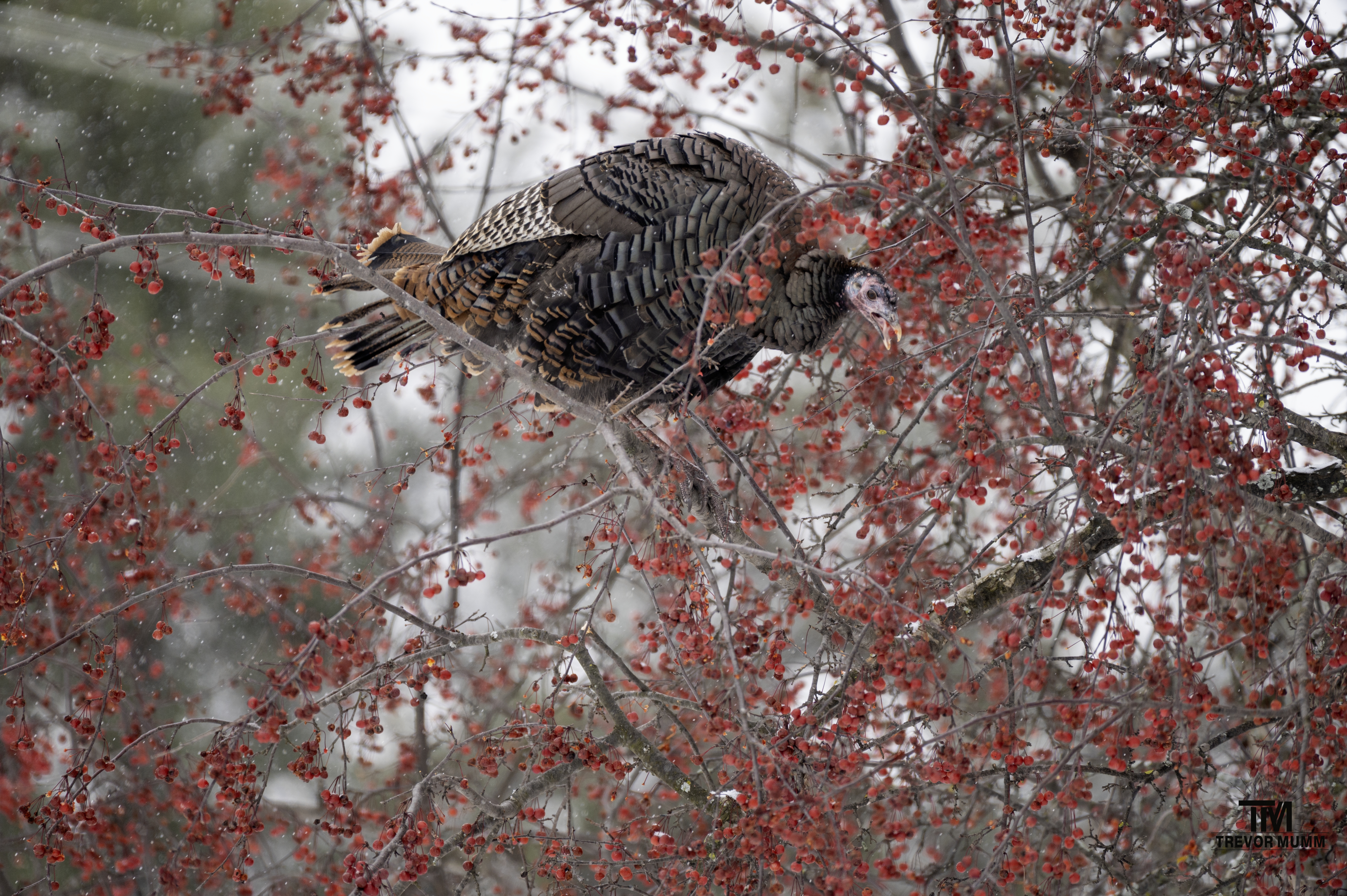 Turkey | Chippewa Falls, WI 12/5/25