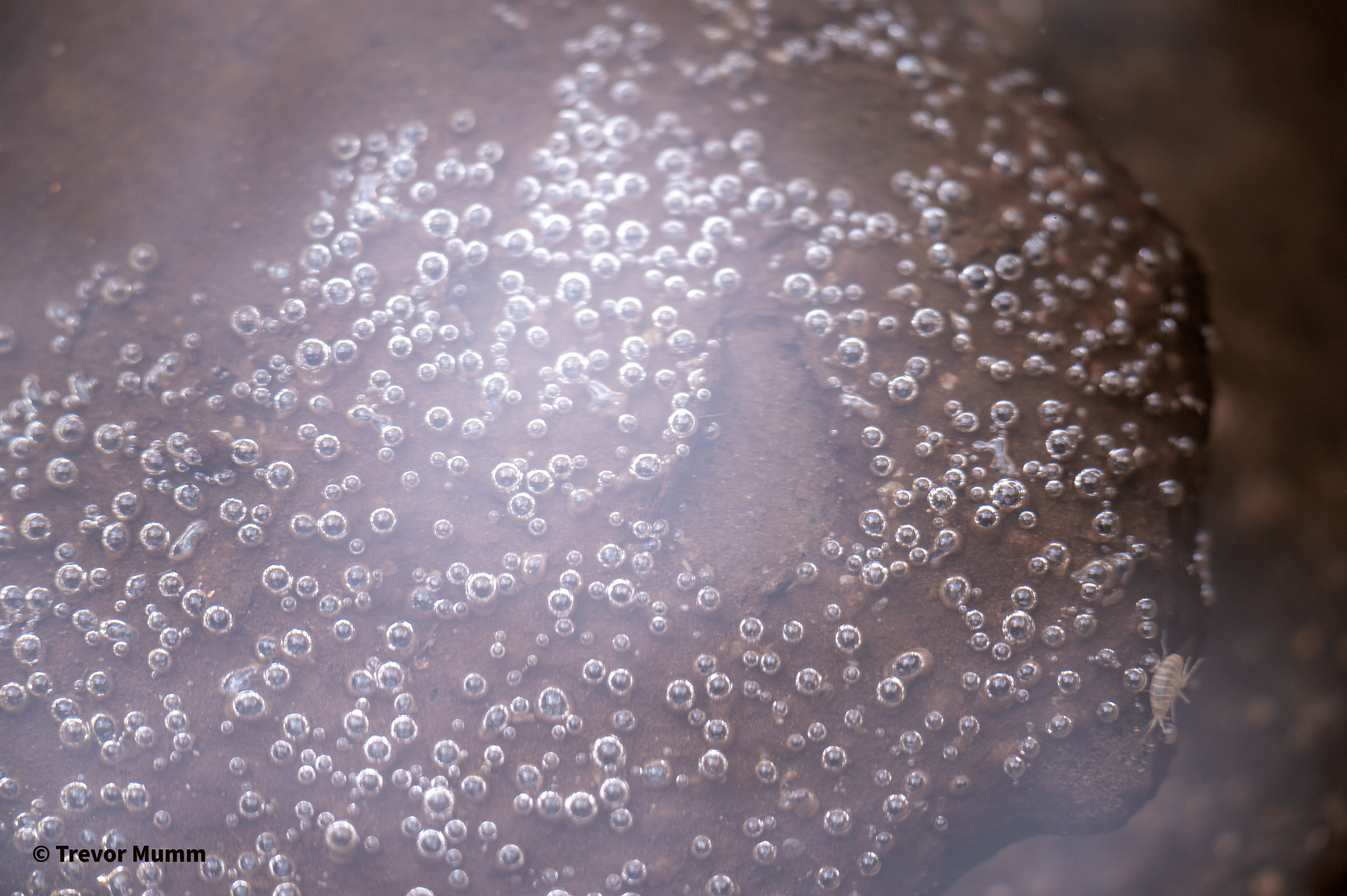 Underwater Bubbles | Irvine Park
