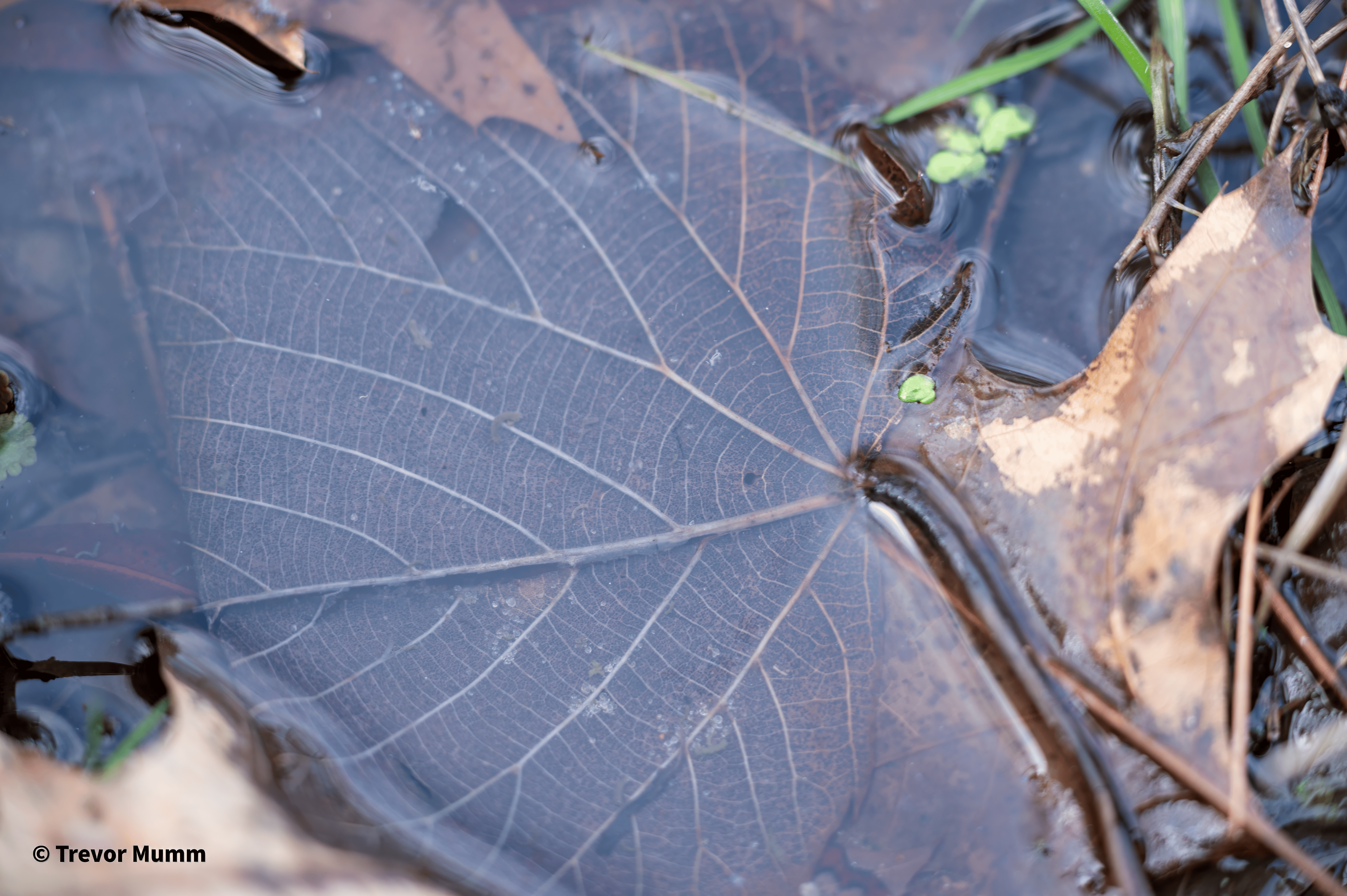 Submerged Leaf | Gun & Rod
