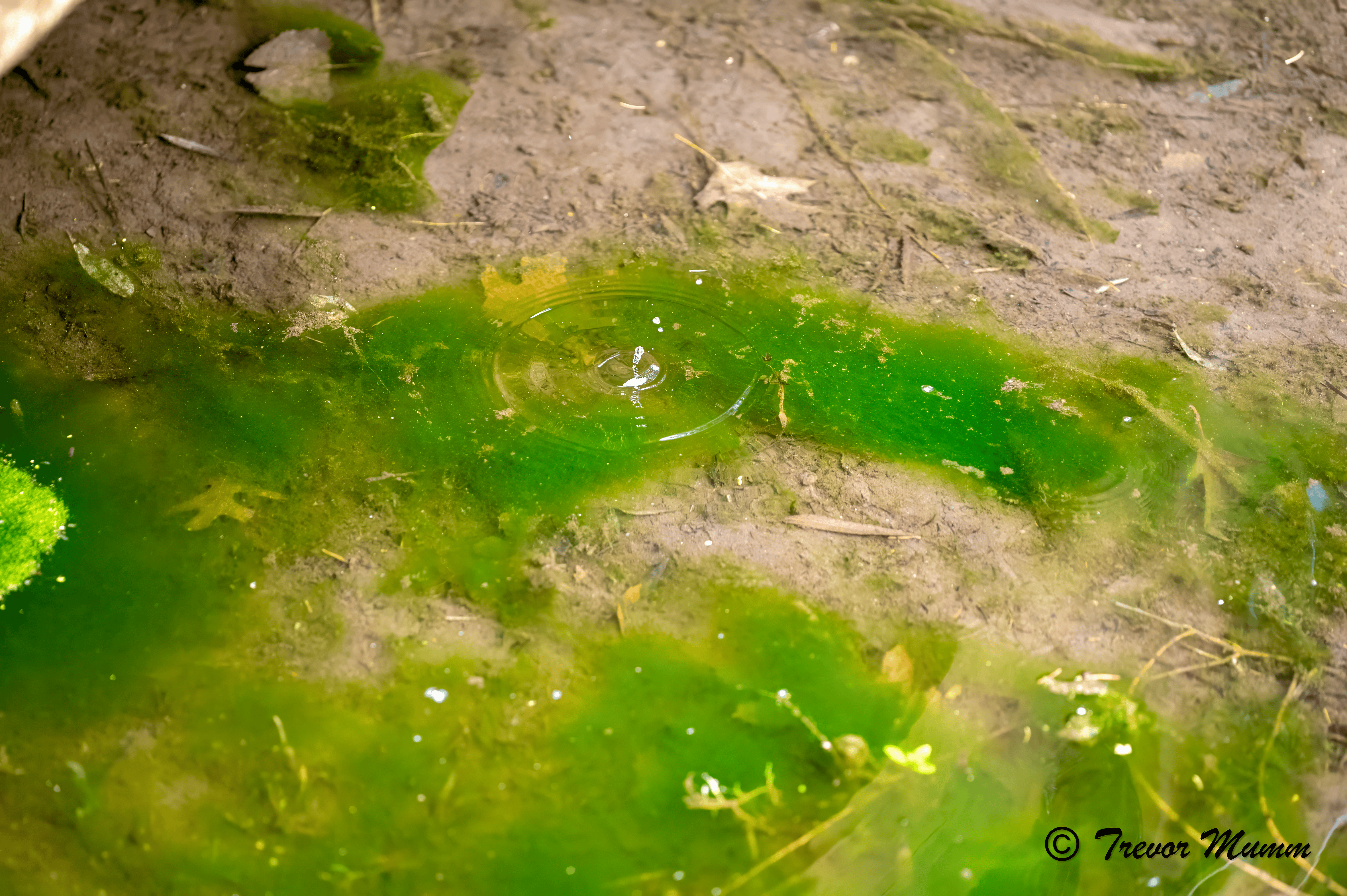 Drop of Water | Gun & Rod