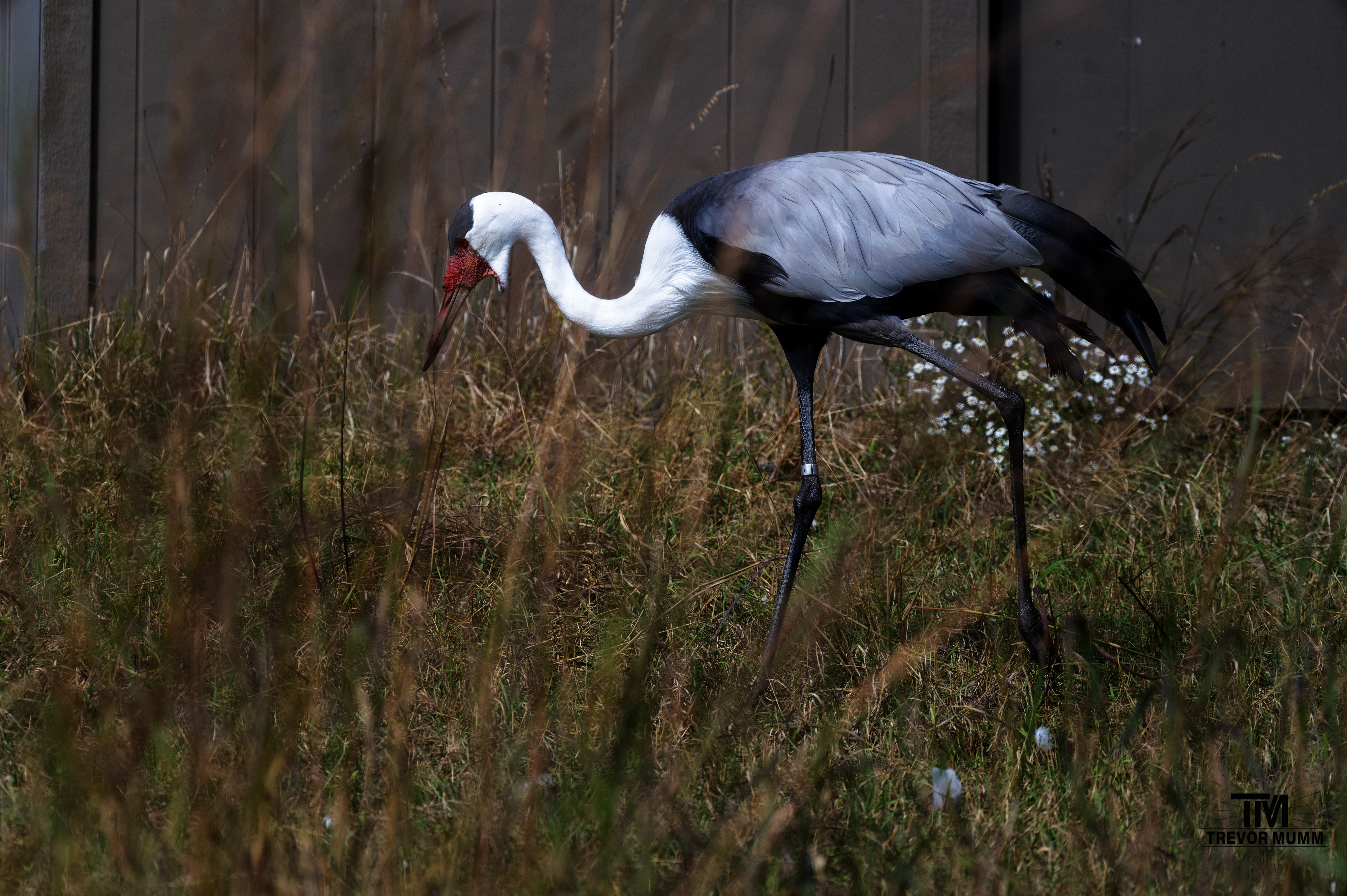 Wattled Crane