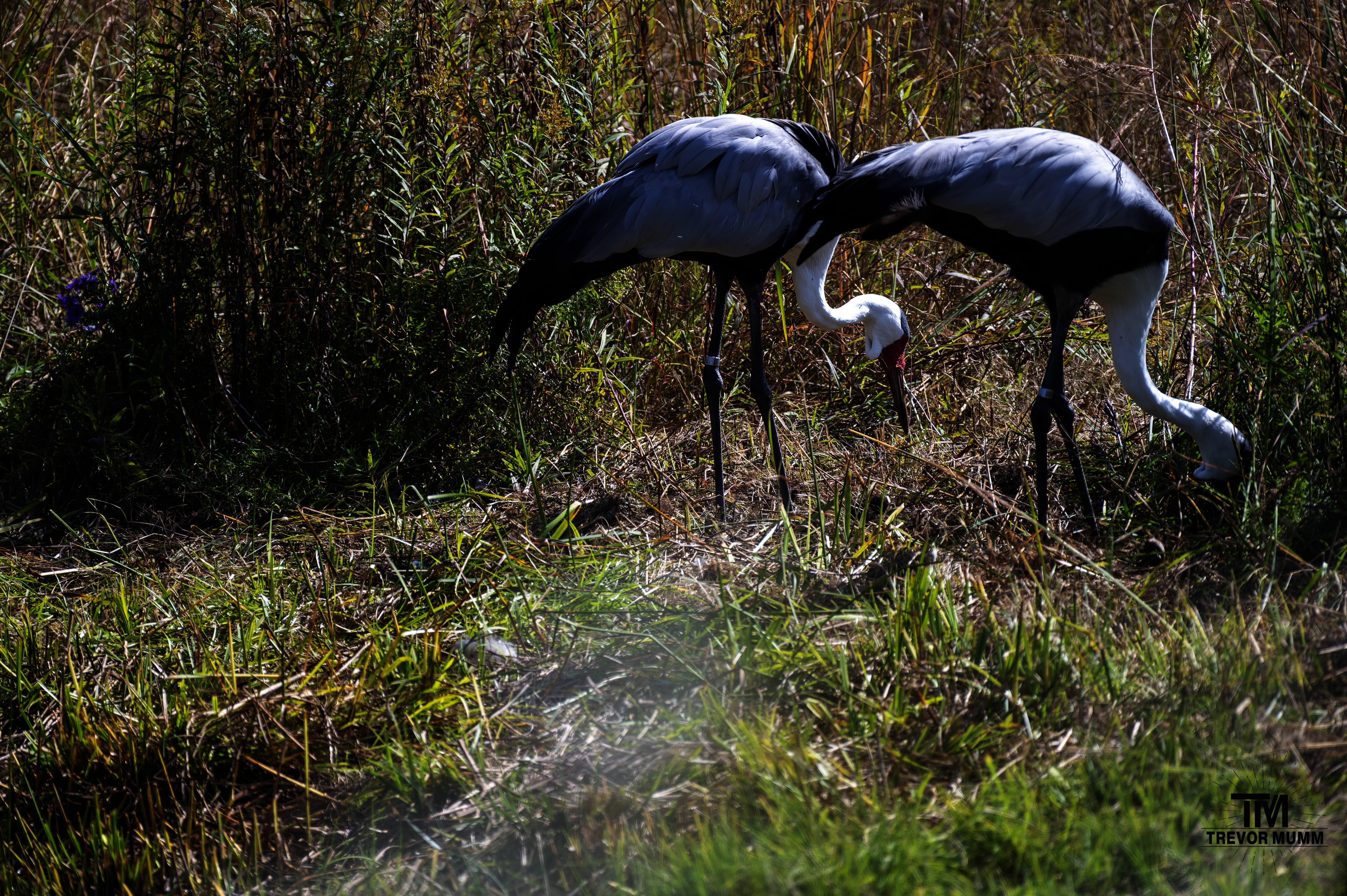 Wattled Crane