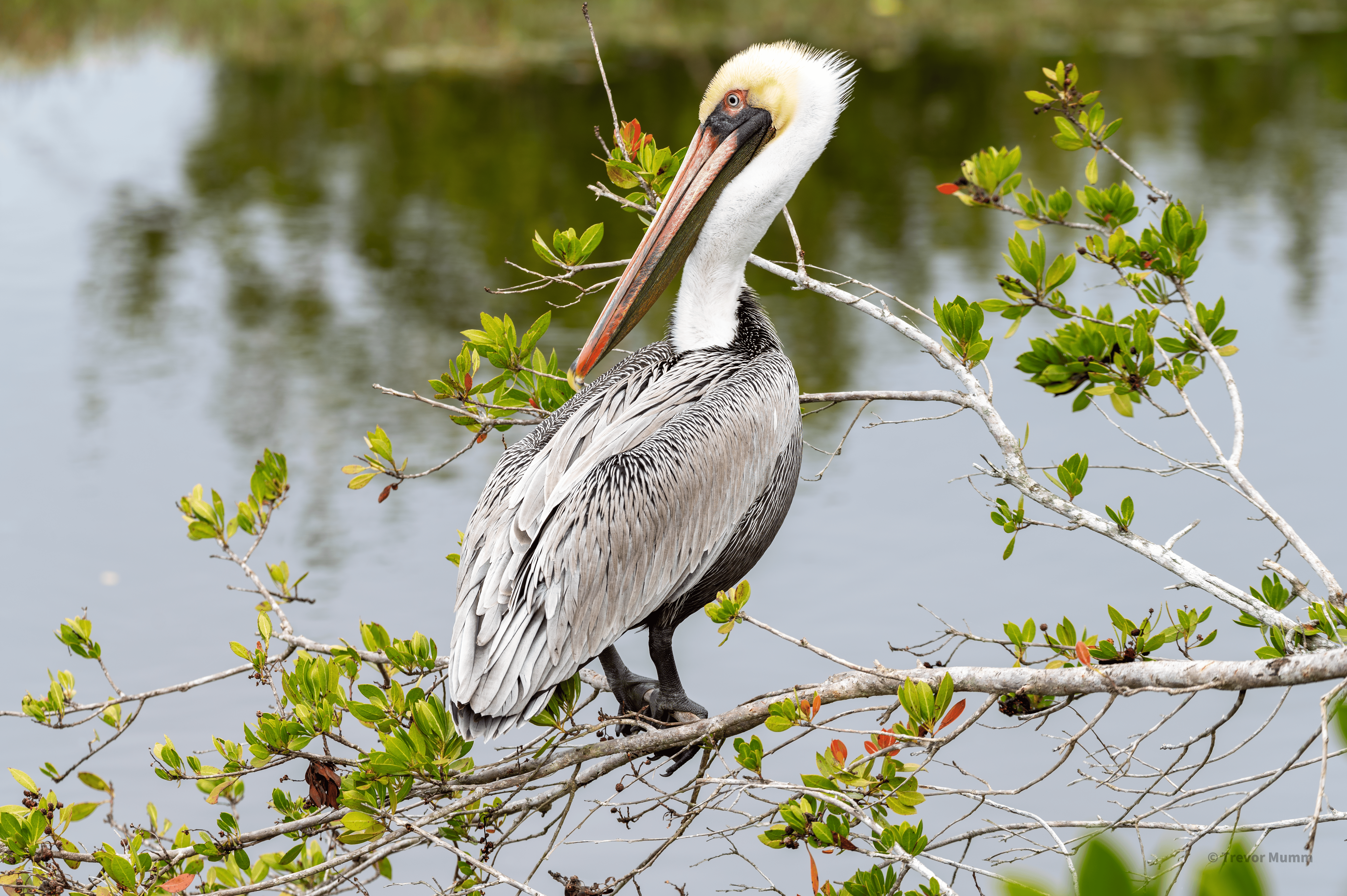 White Pelican | Everglades