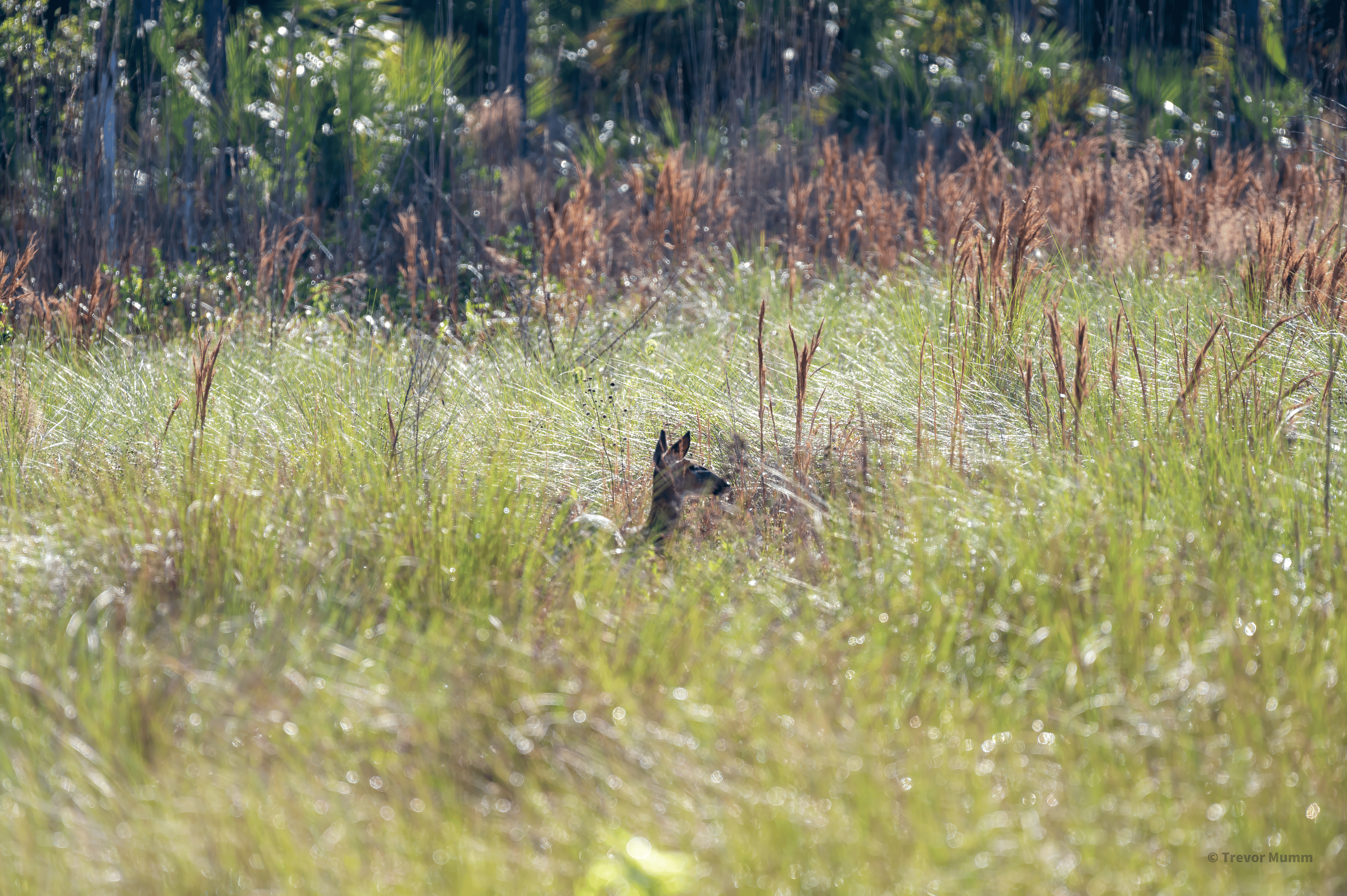 White Tailed Deer in Field | Everglades