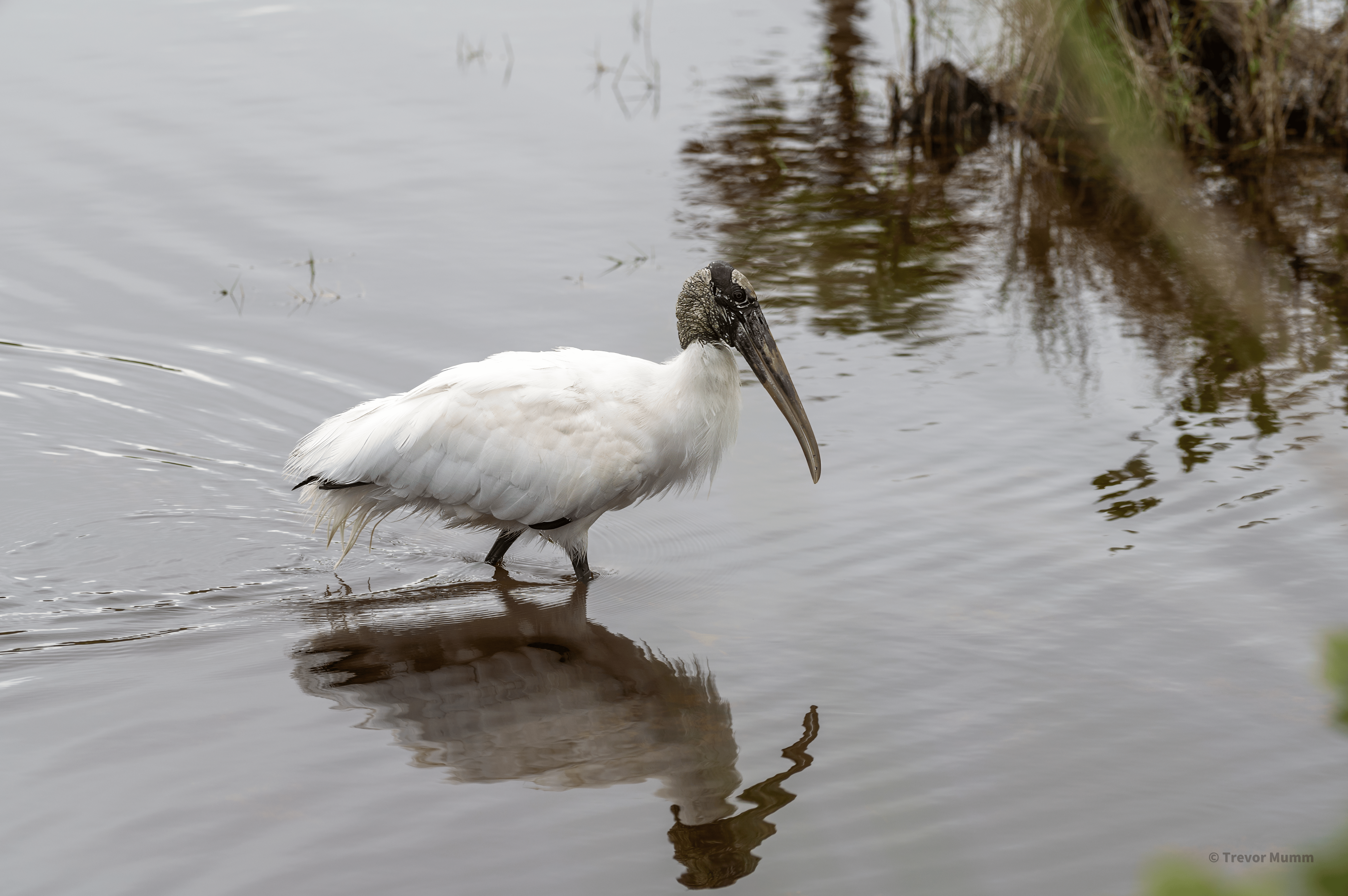 Wood Stork | Everglades
