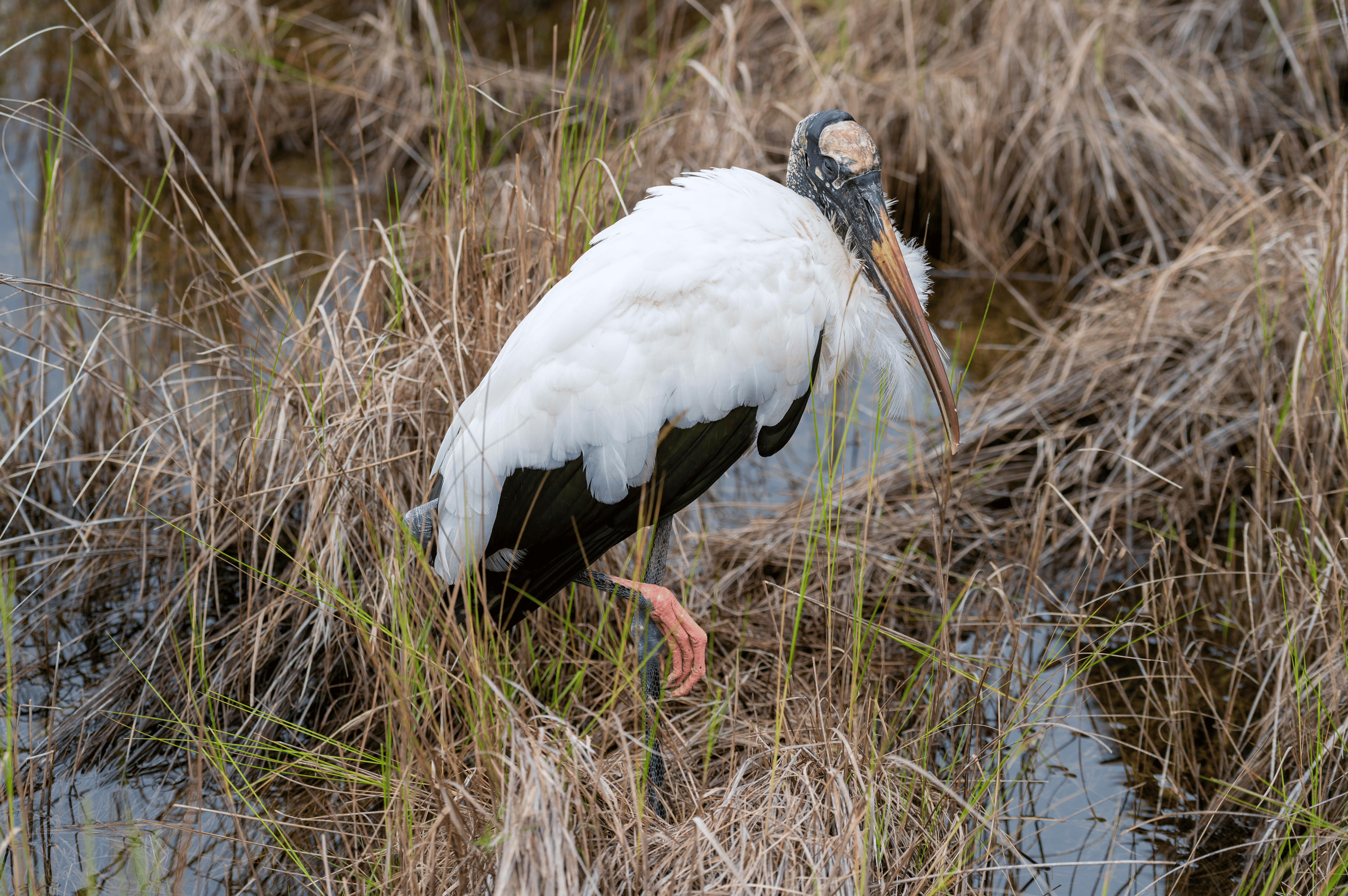 Wood Stork | Everglades
