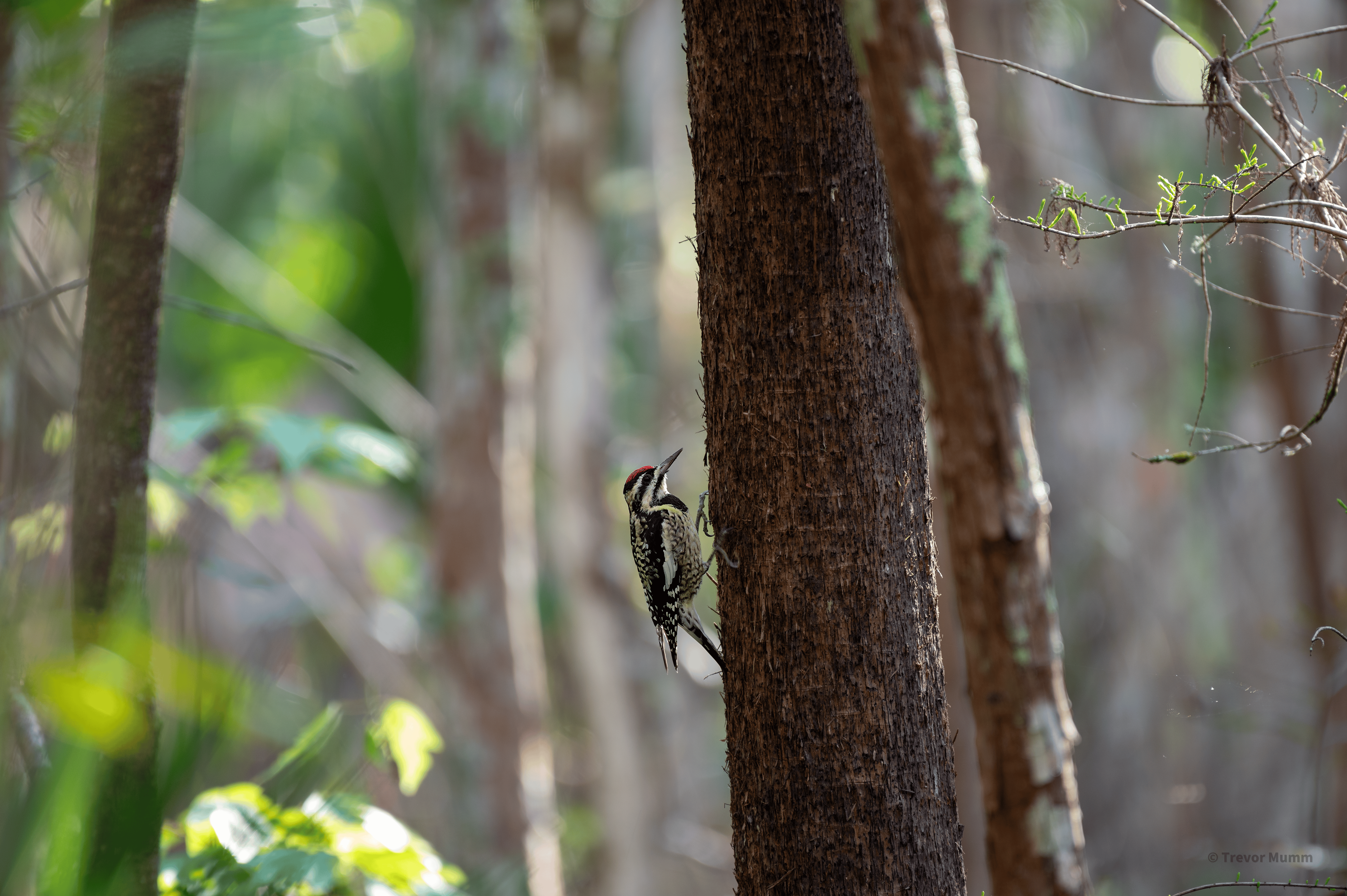 Yellow Bellied Sap Sucker | Everglades