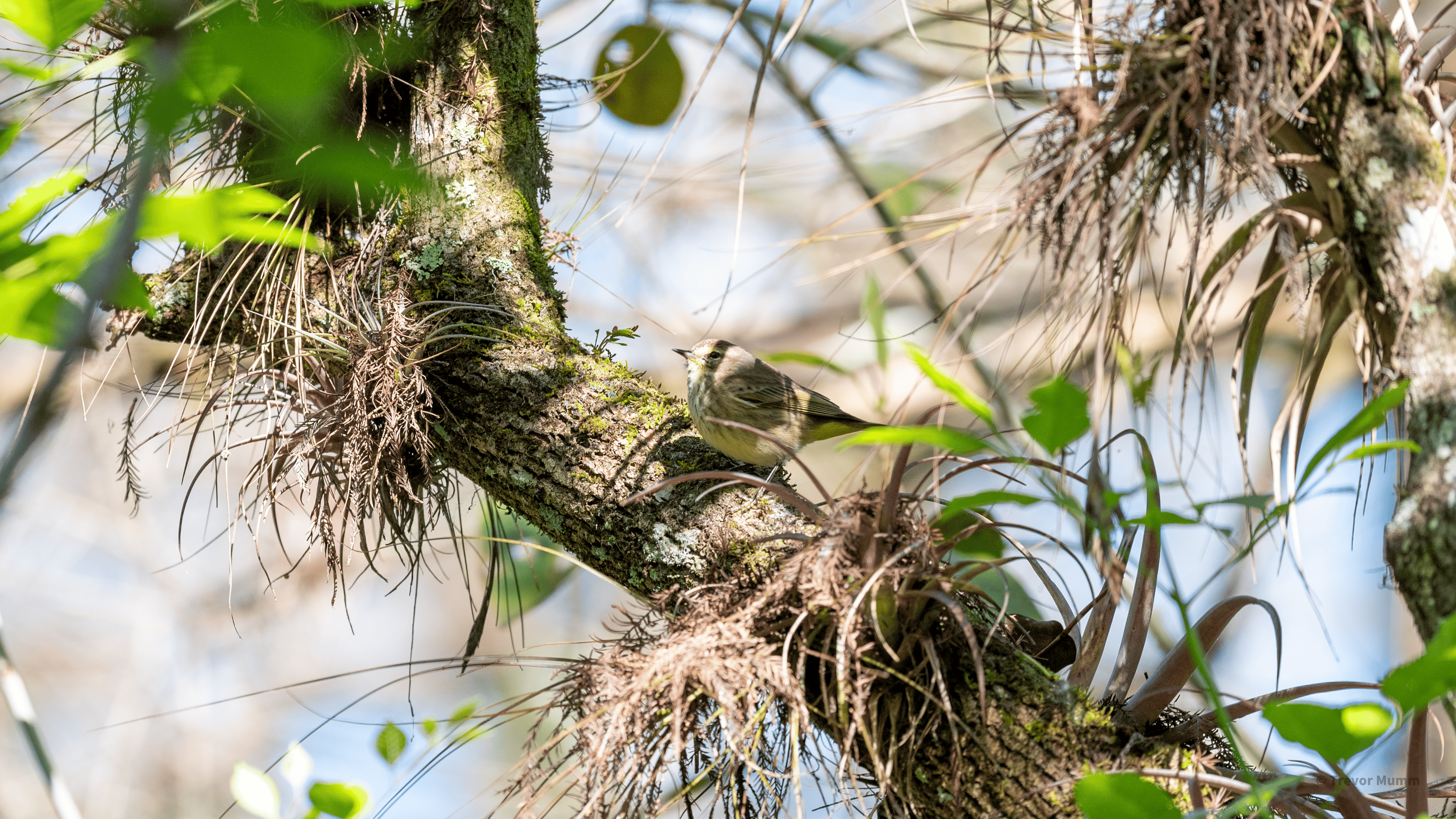 Yellow Rumped Warbler | Everglades