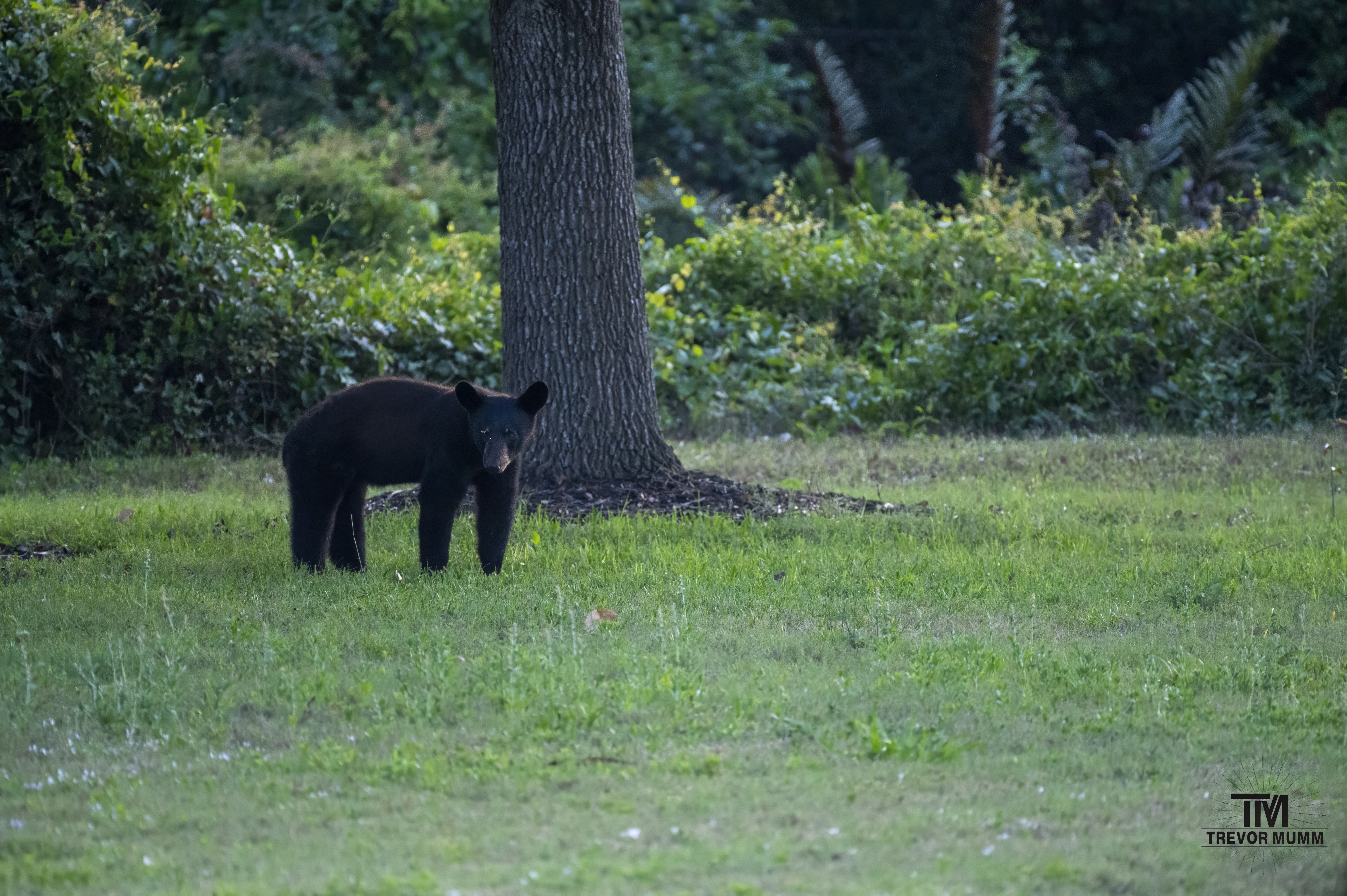Black Bear | Everglades 2025