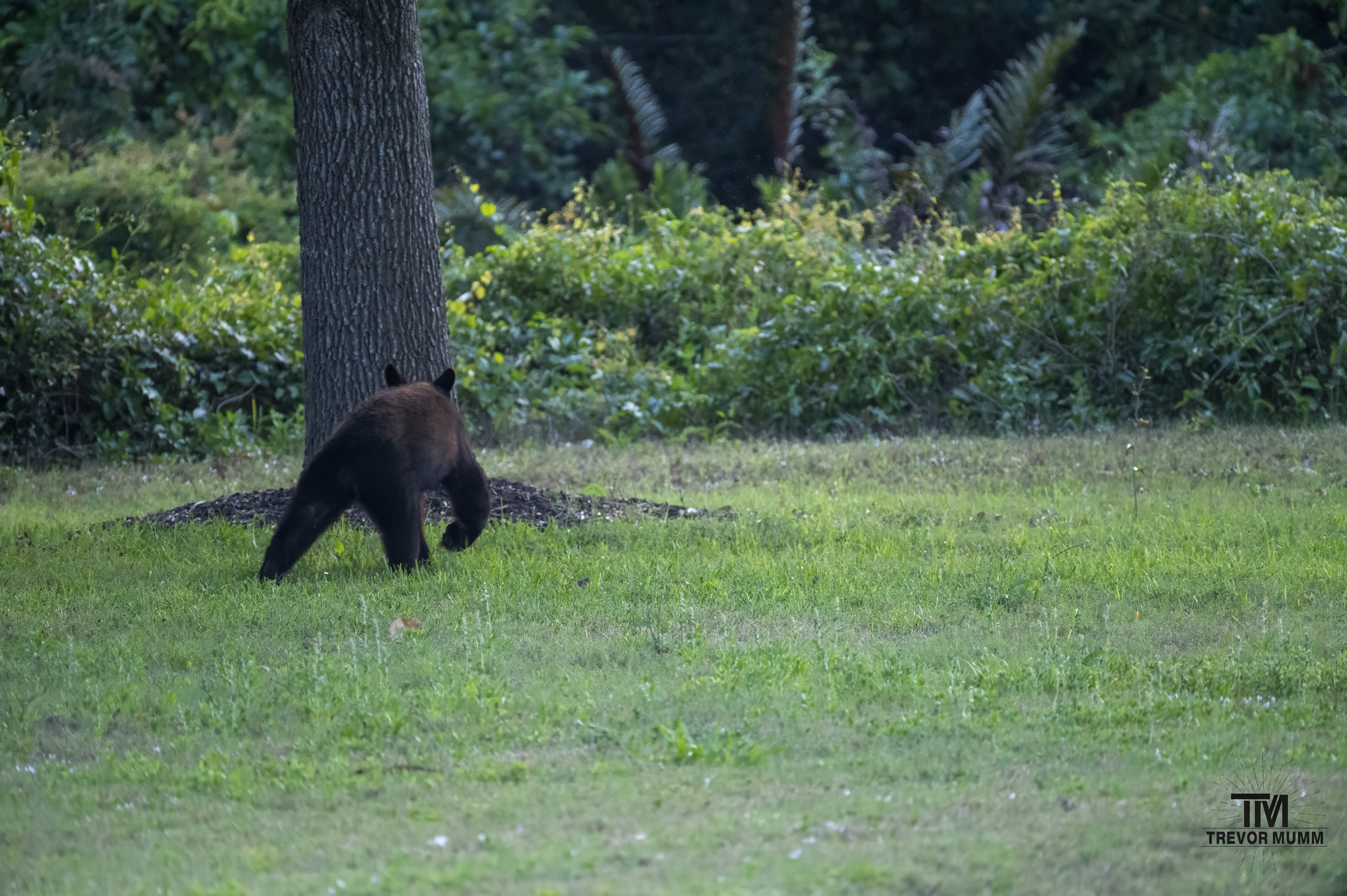 Black Bear | Everglades 2025