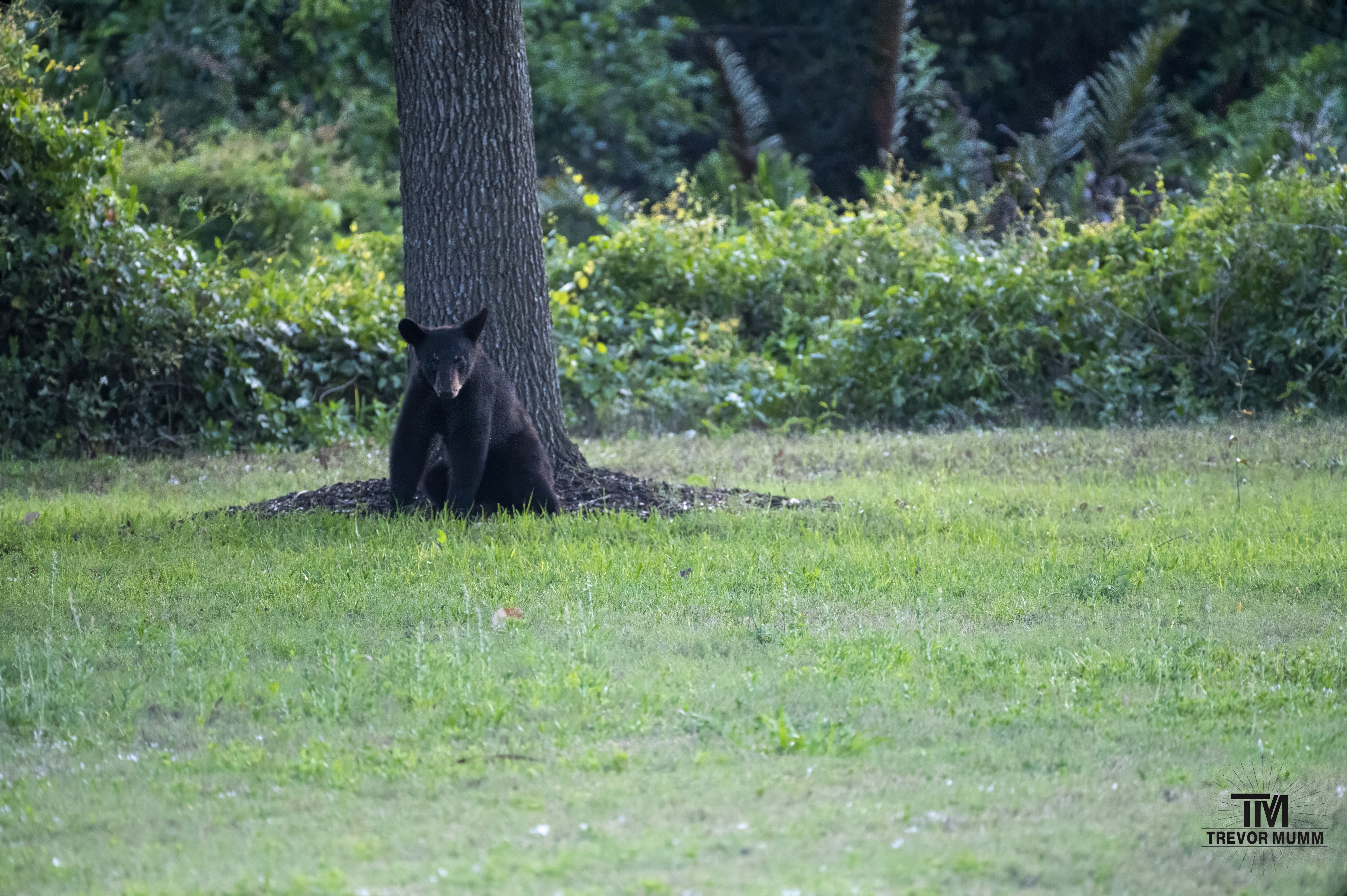 Black Bear | Everglades 2025